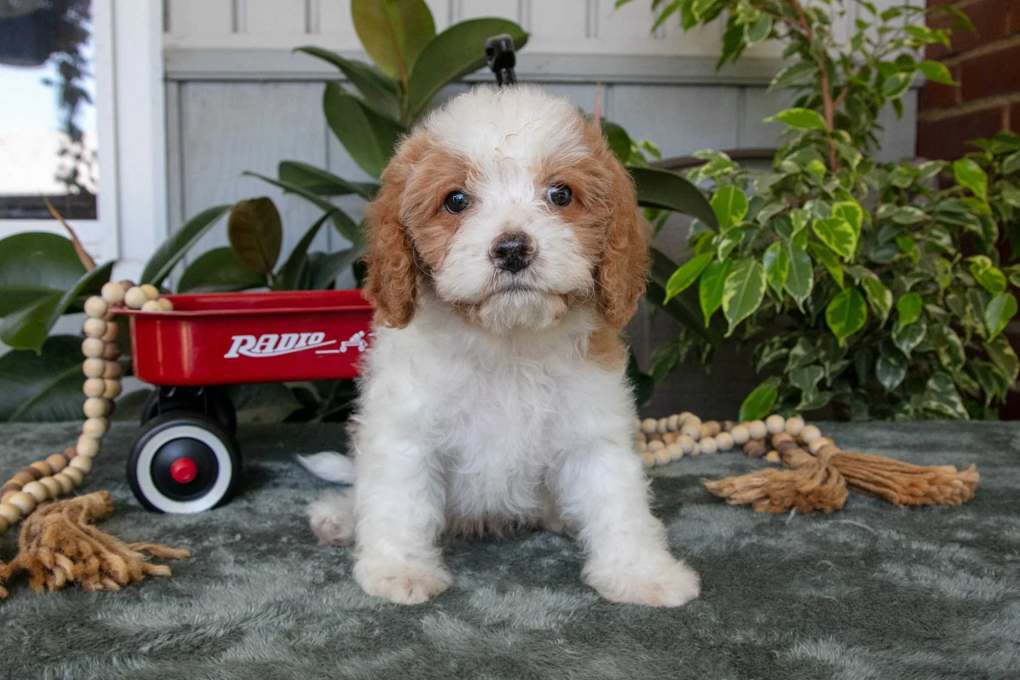 Buster - $400