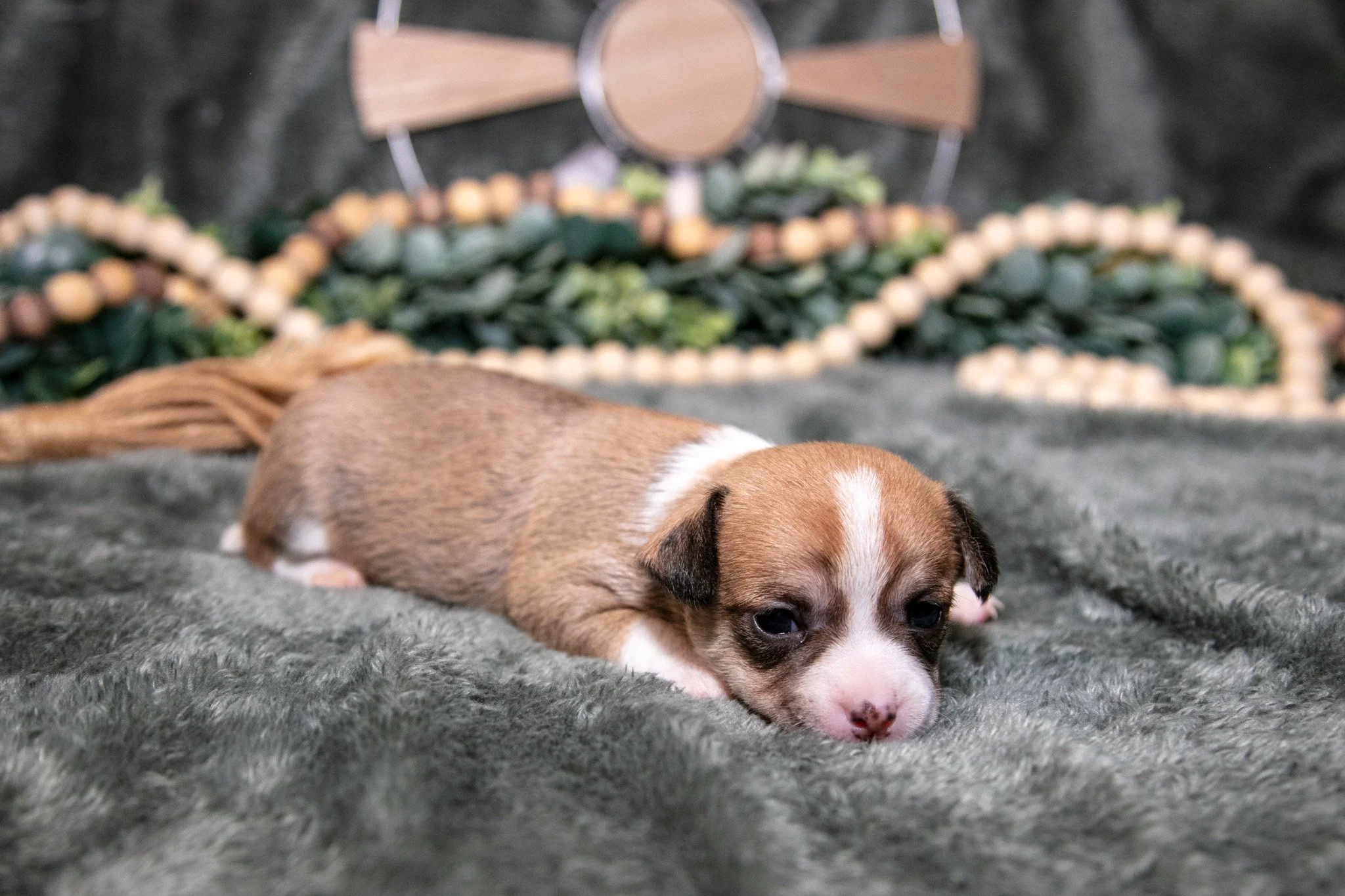 Nora - $1,200
