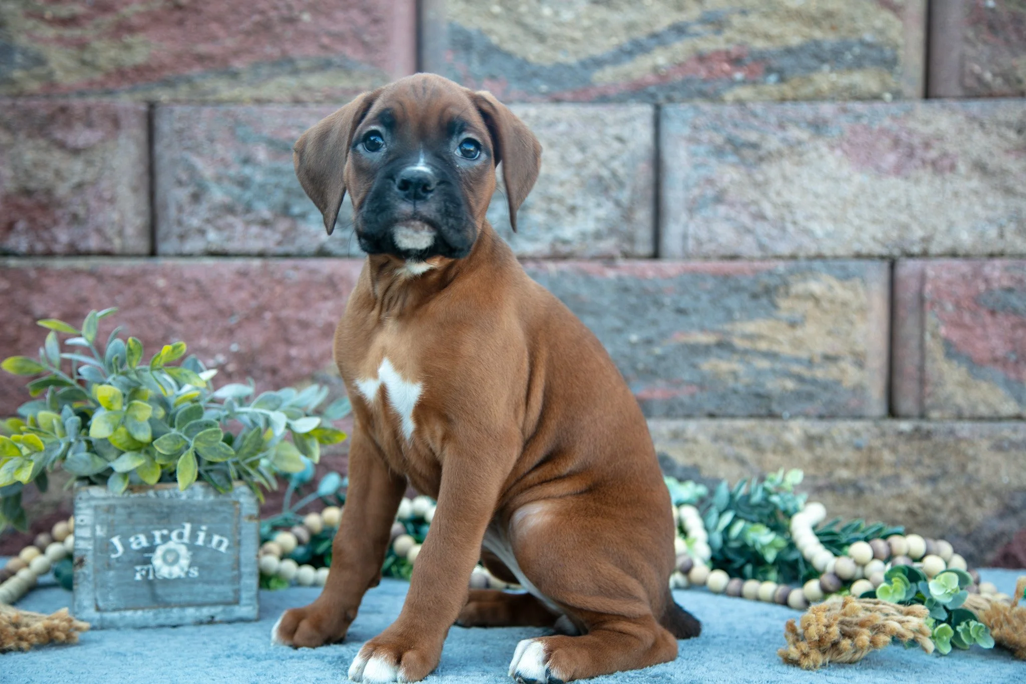 Rosie - $1,500