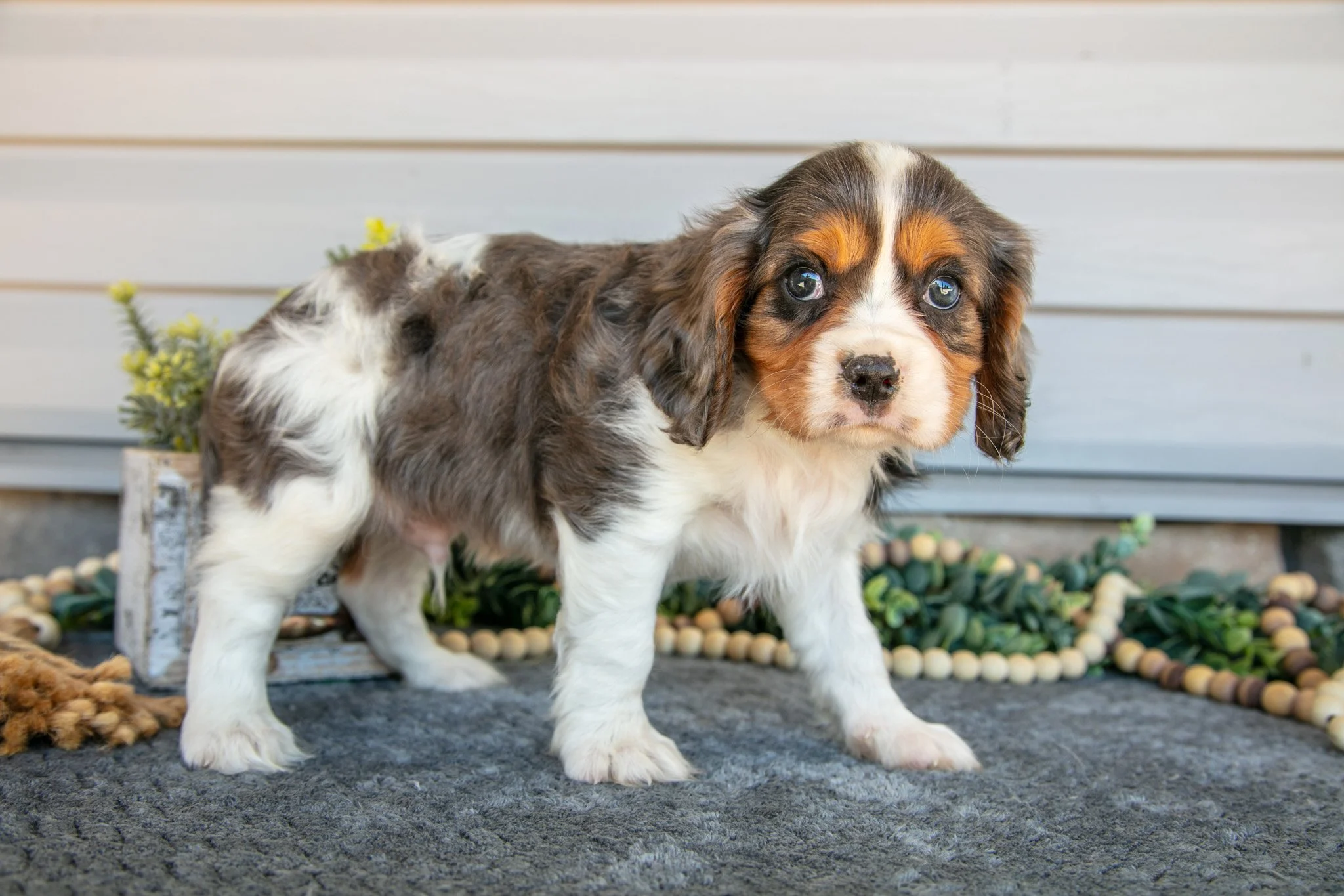 Smoke - $1400