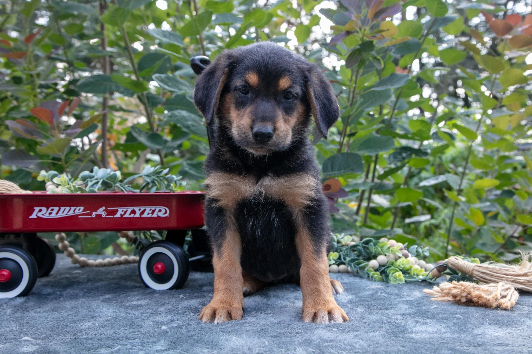 Jayna - $650