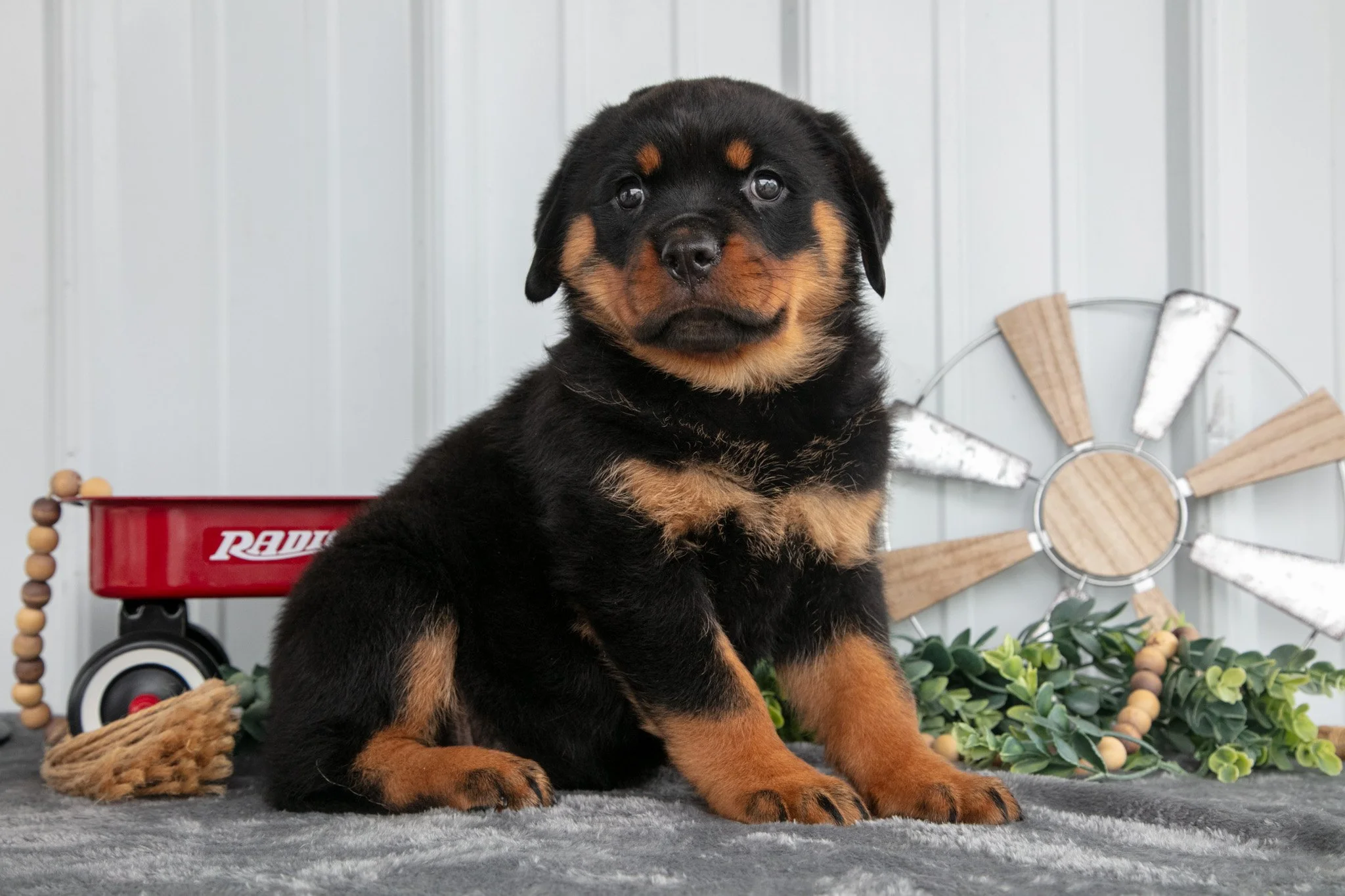Renee - Sold