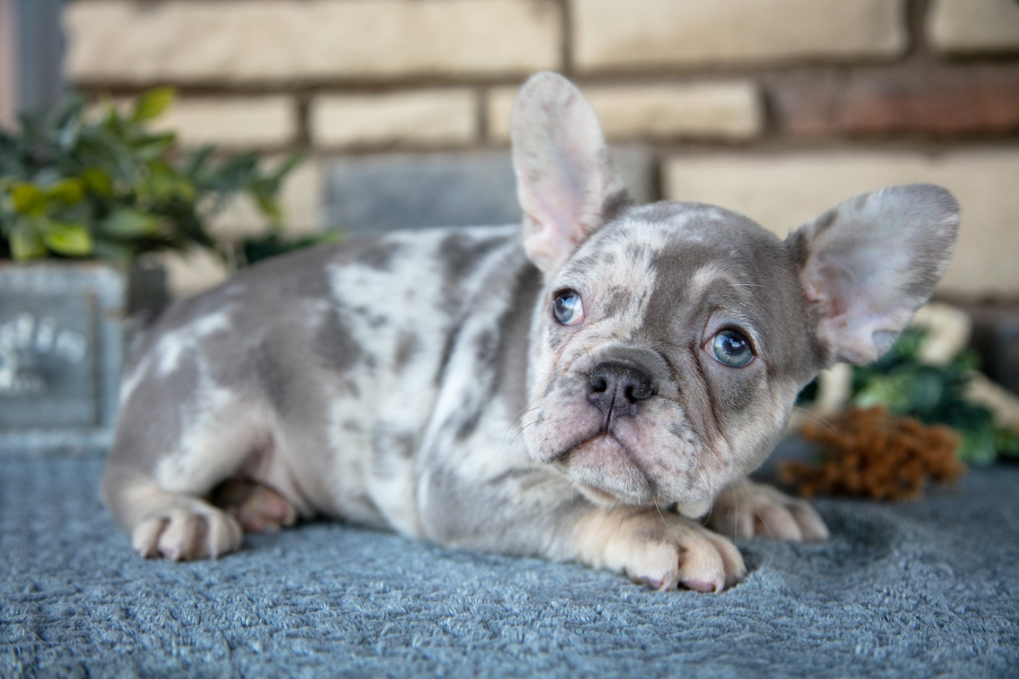 Romeo - $1,800