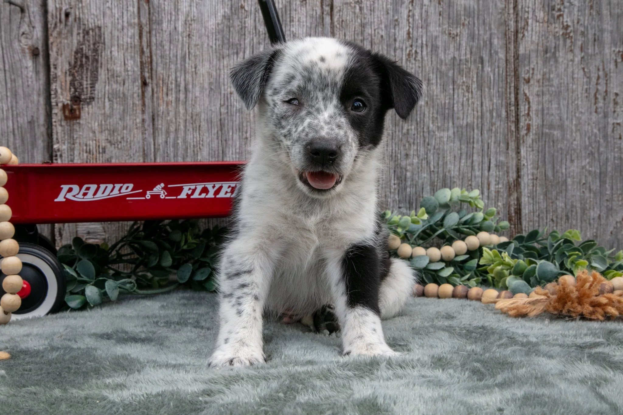 Sonny - $550