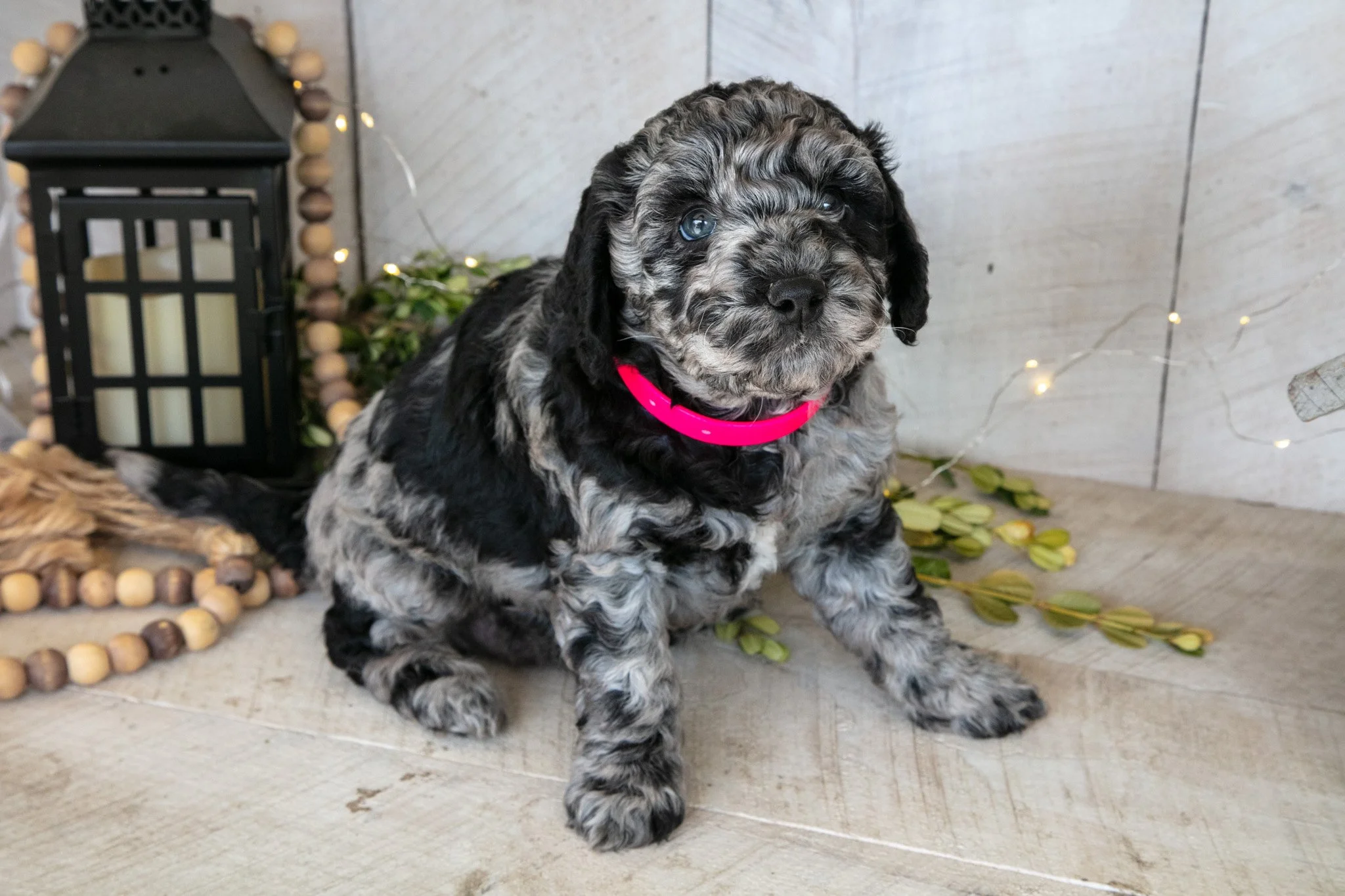 Molly - $900