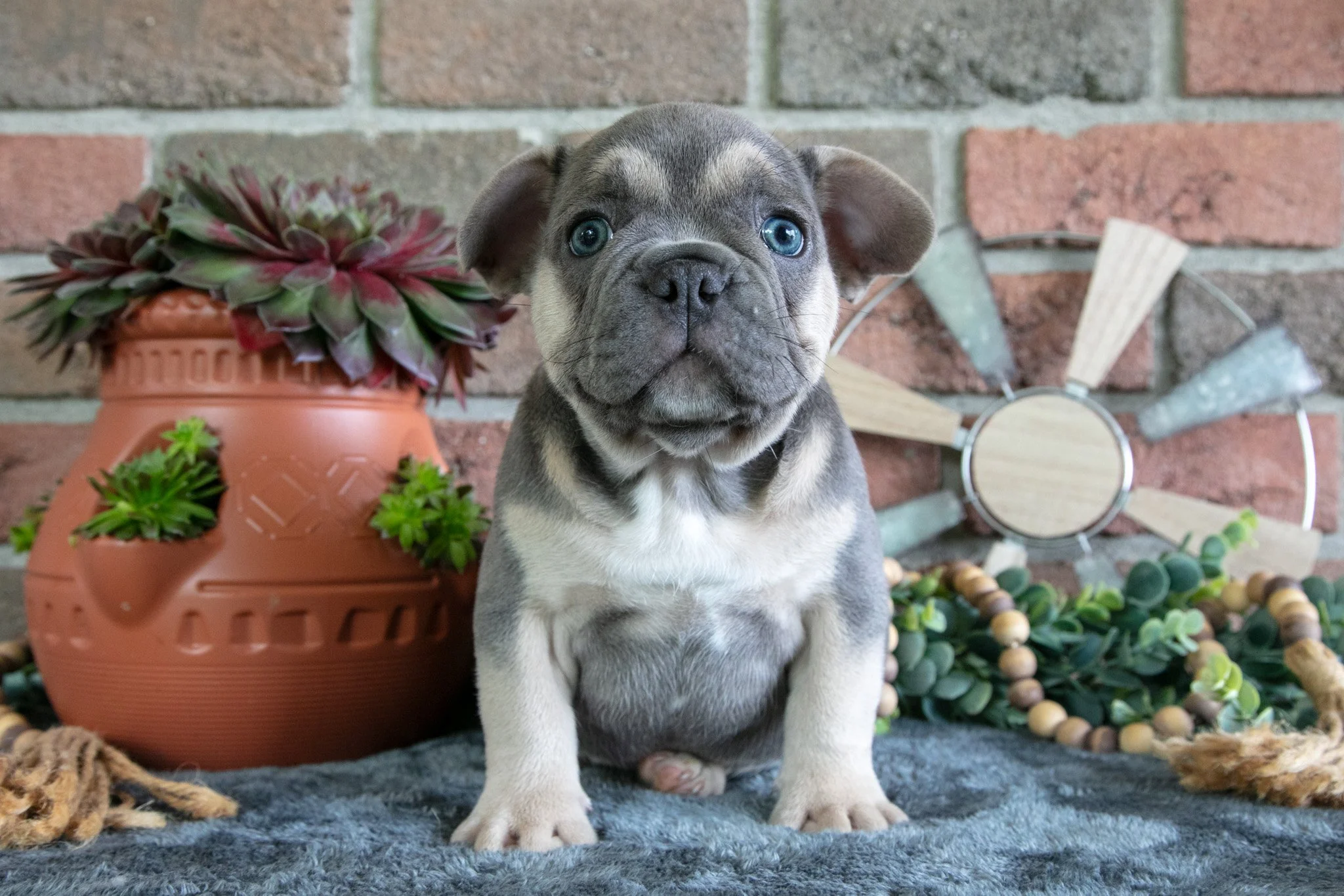 Ziggy - $1,695