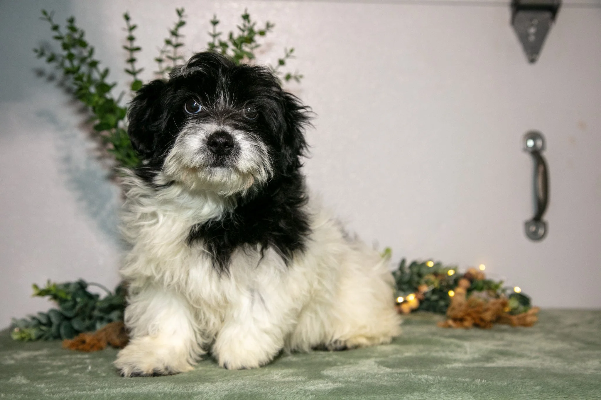 Riley - $599