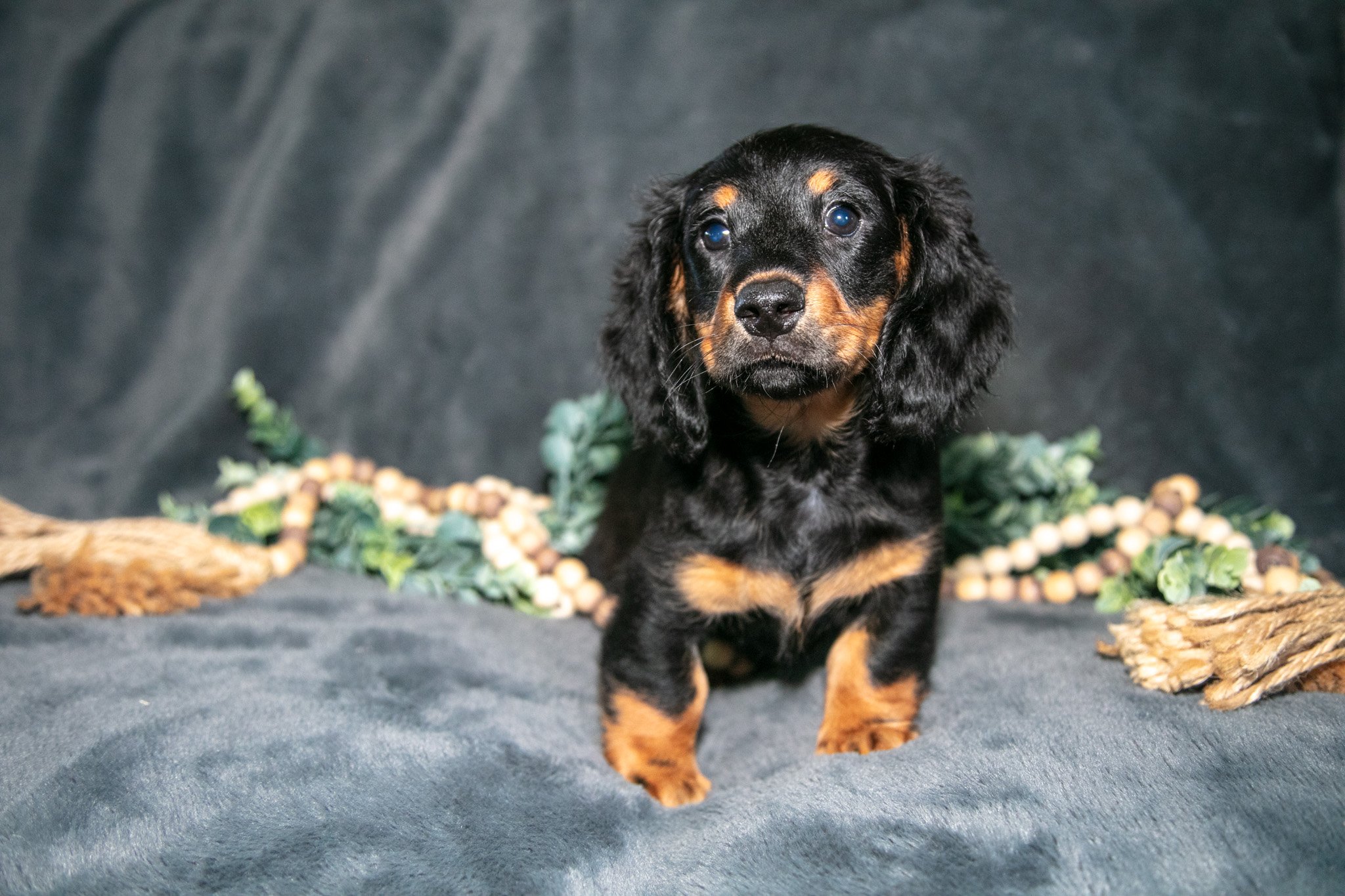 Rusty - $1,000