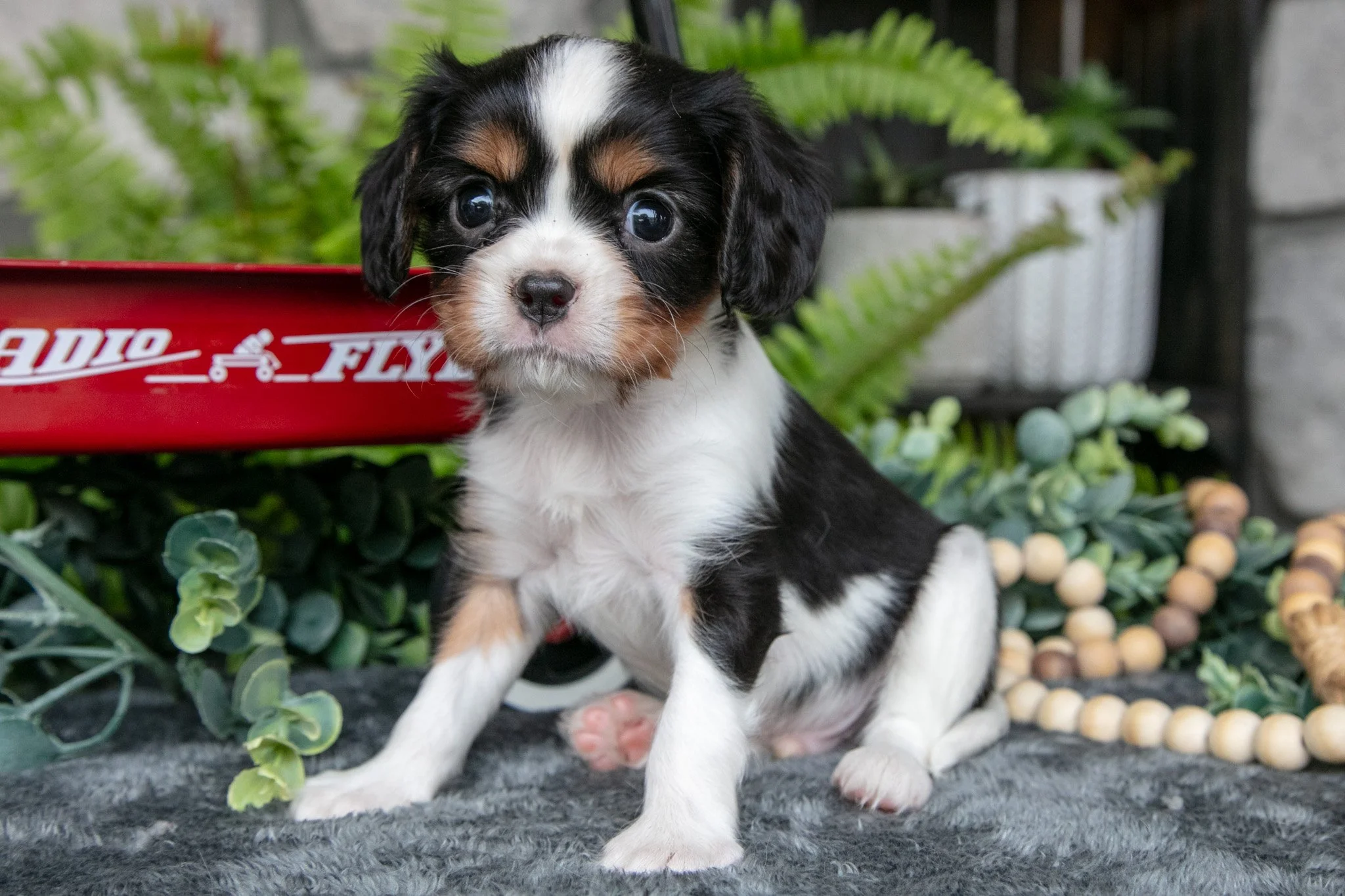 Kyler - $700