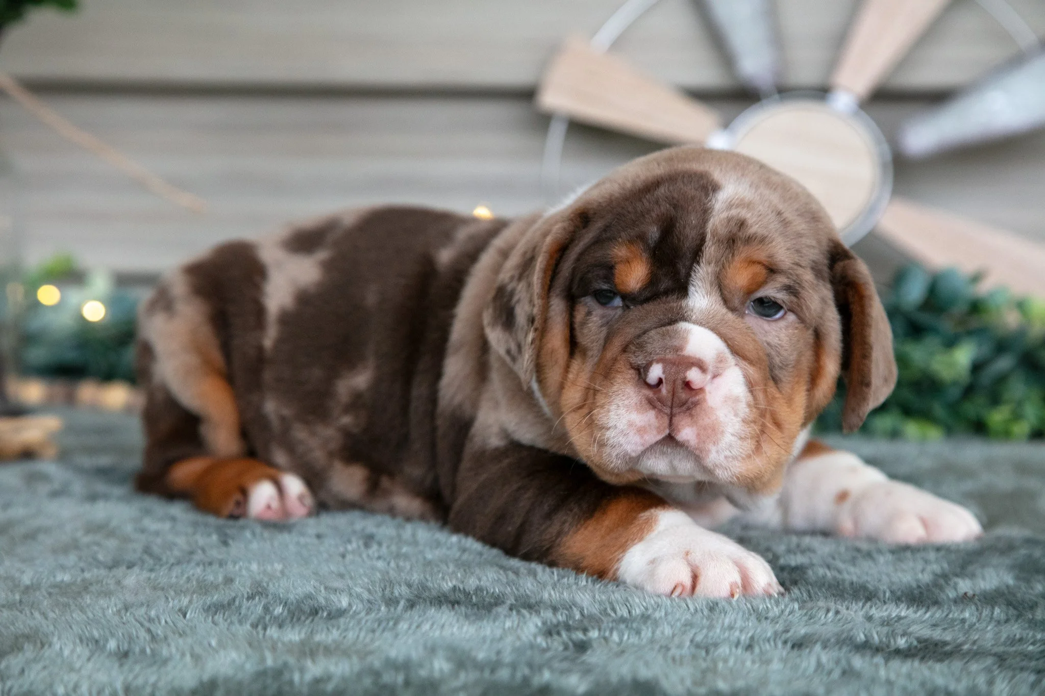 Sarge - $2,000