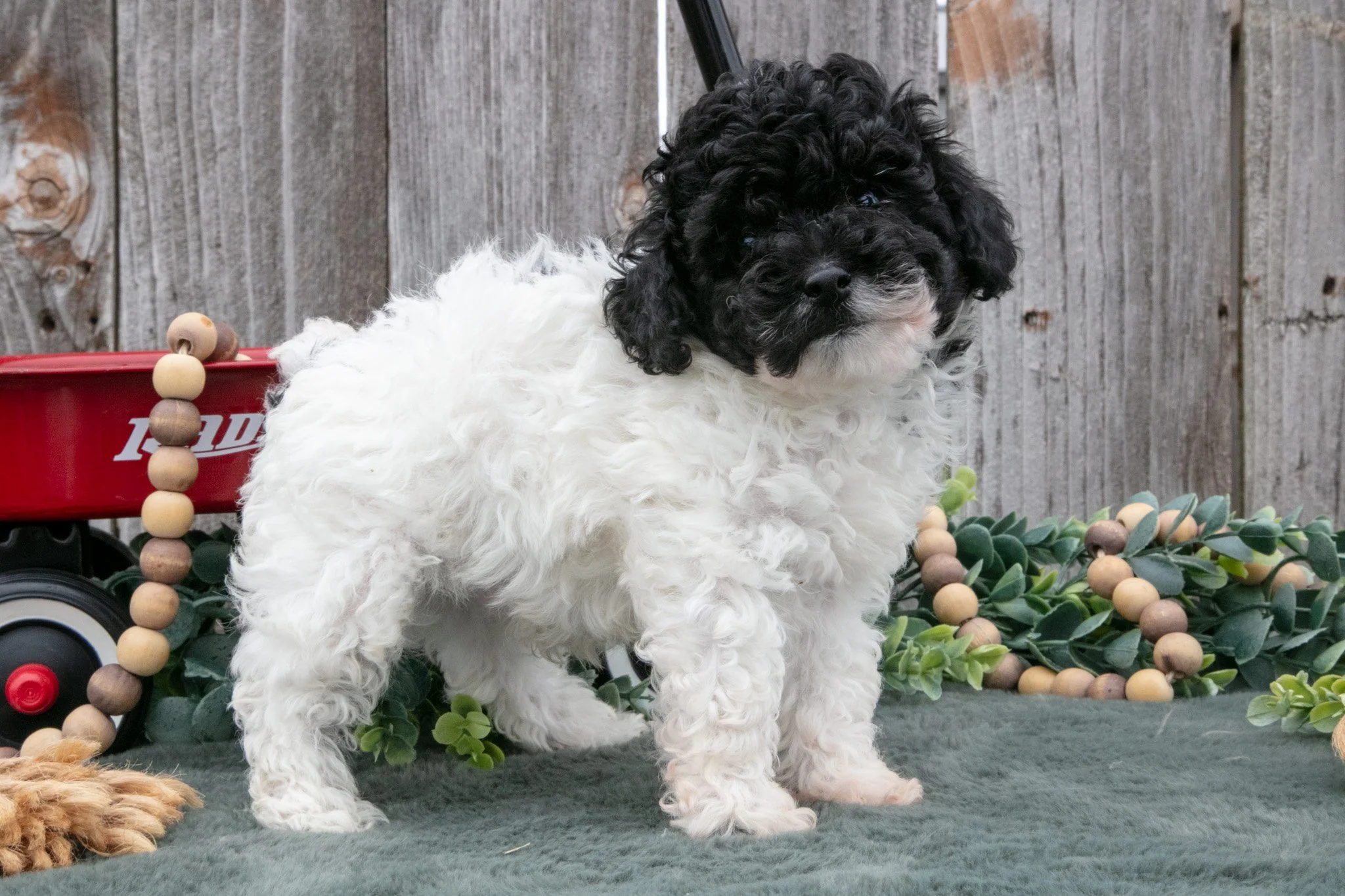 Duke - $750