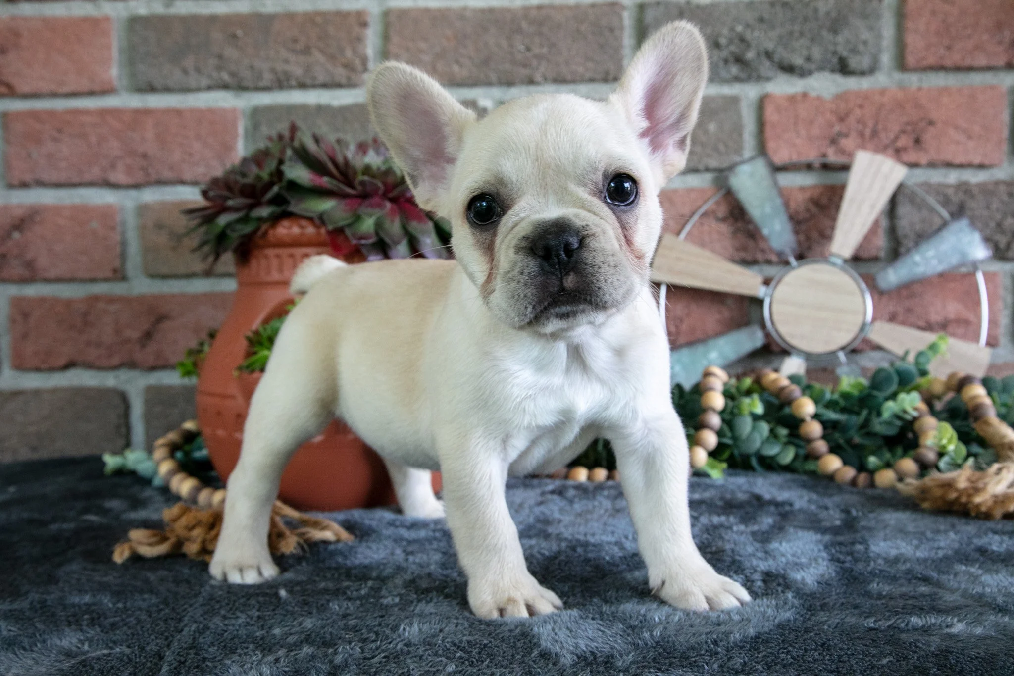 Muffin - $1,695