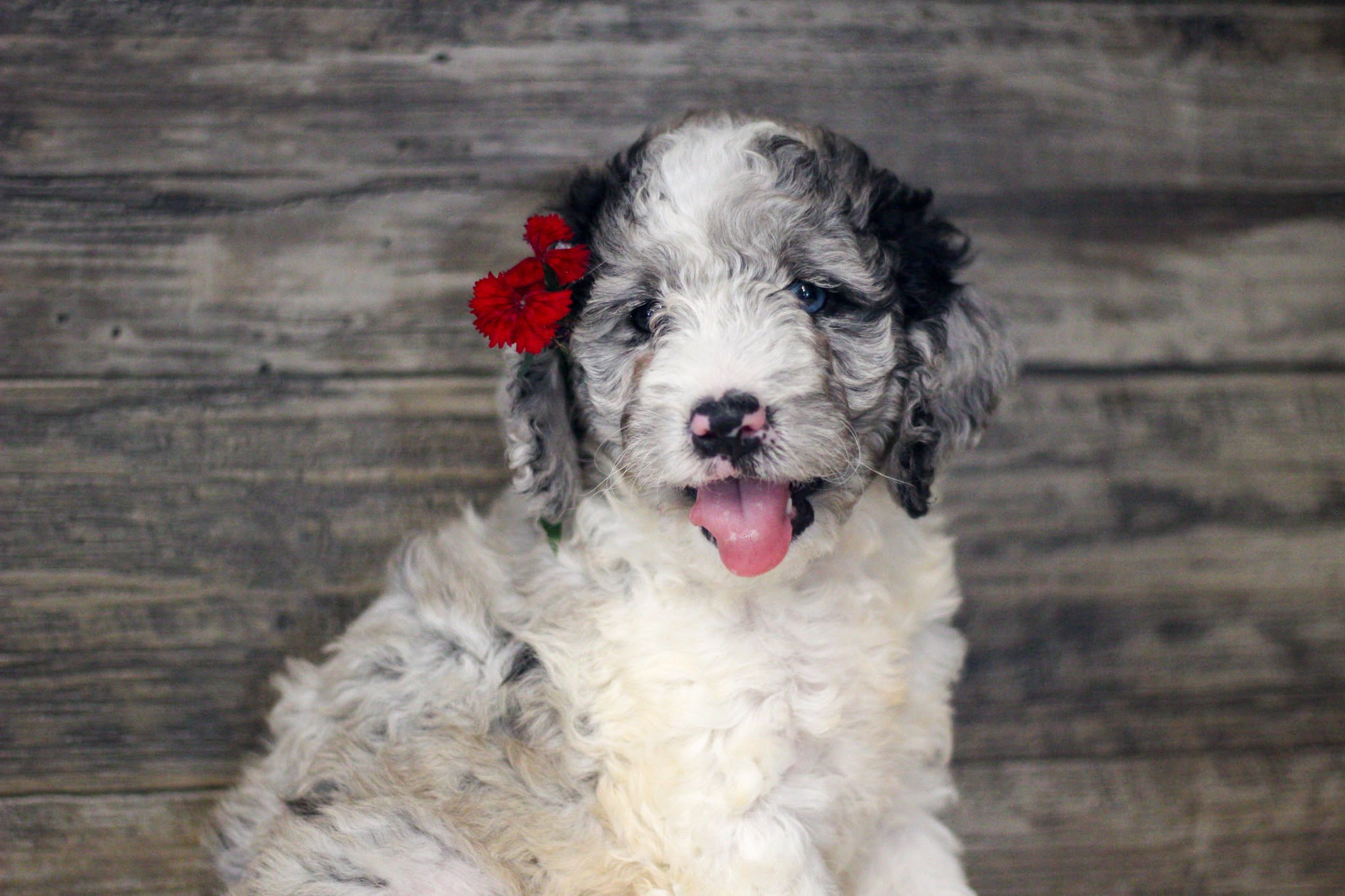Milie - $1,100