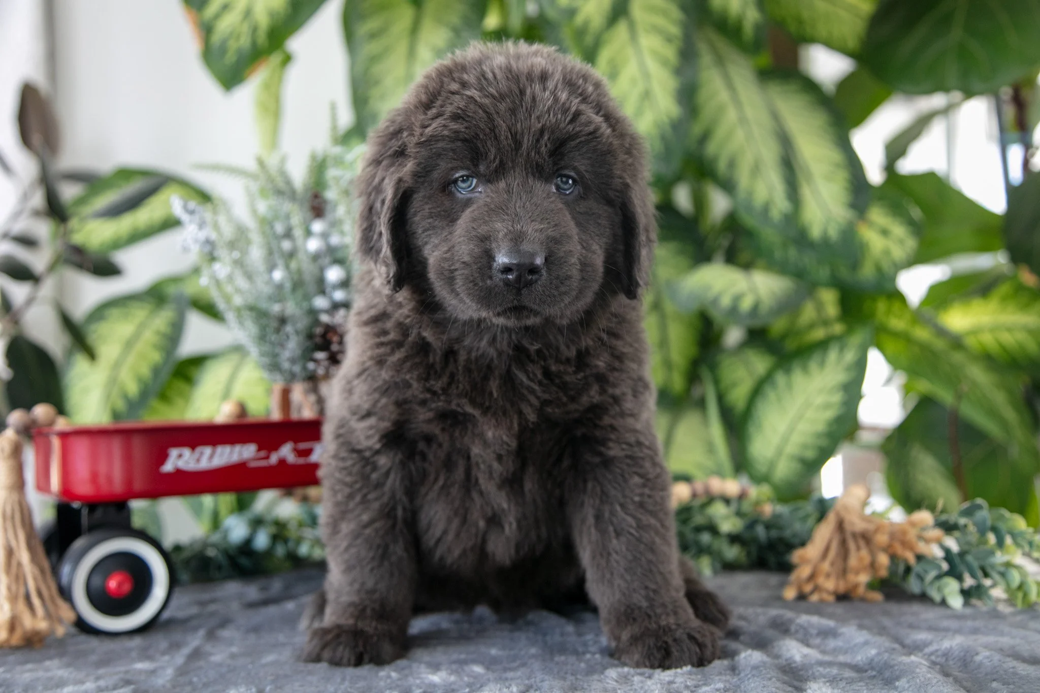 Sidney - $1500