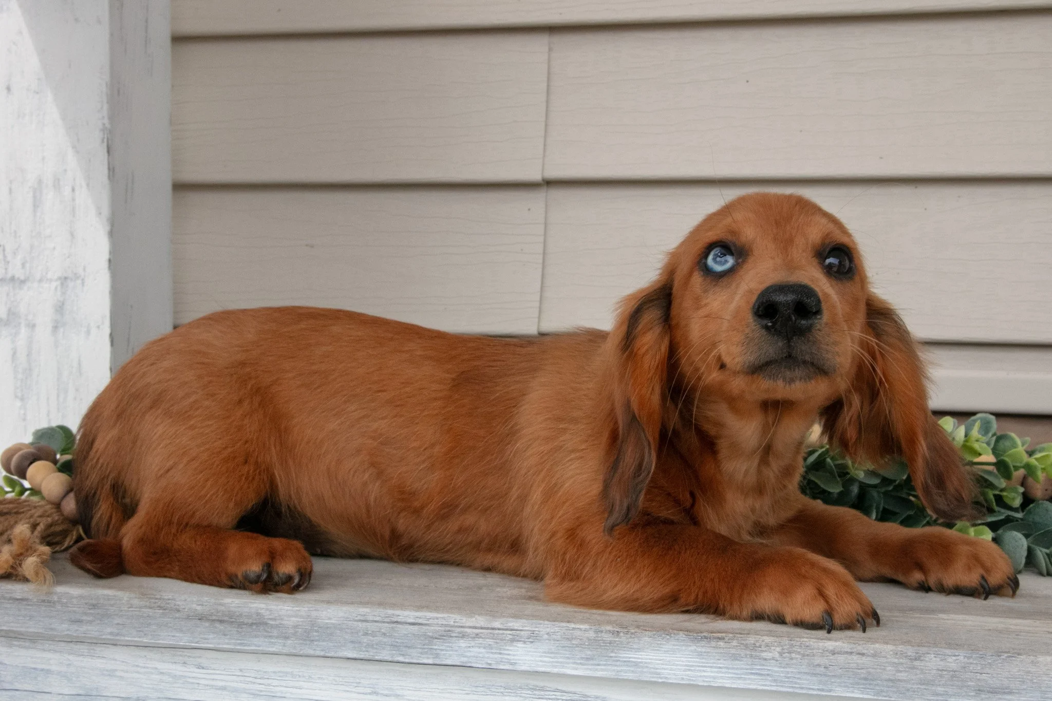 Fido - Sold