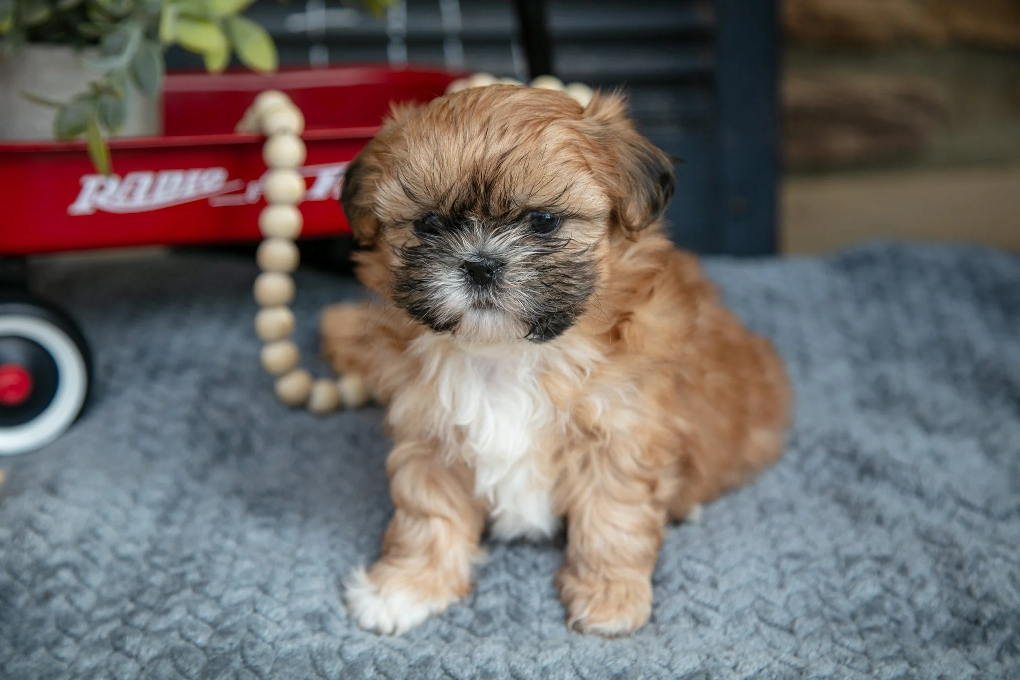 Honey - $895