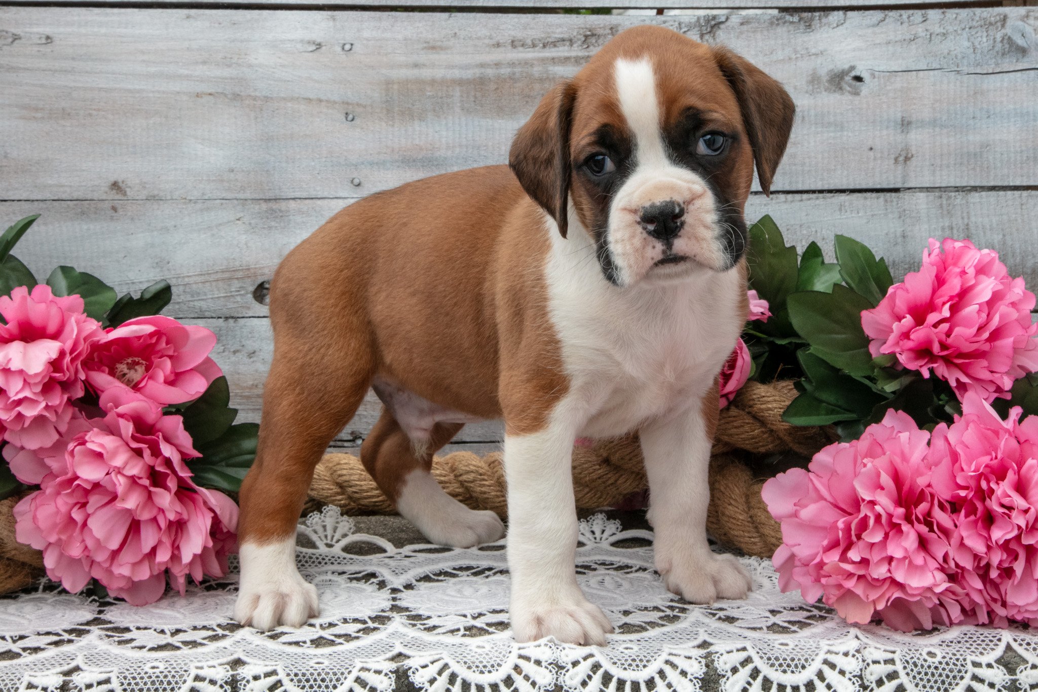 Buddy - $895