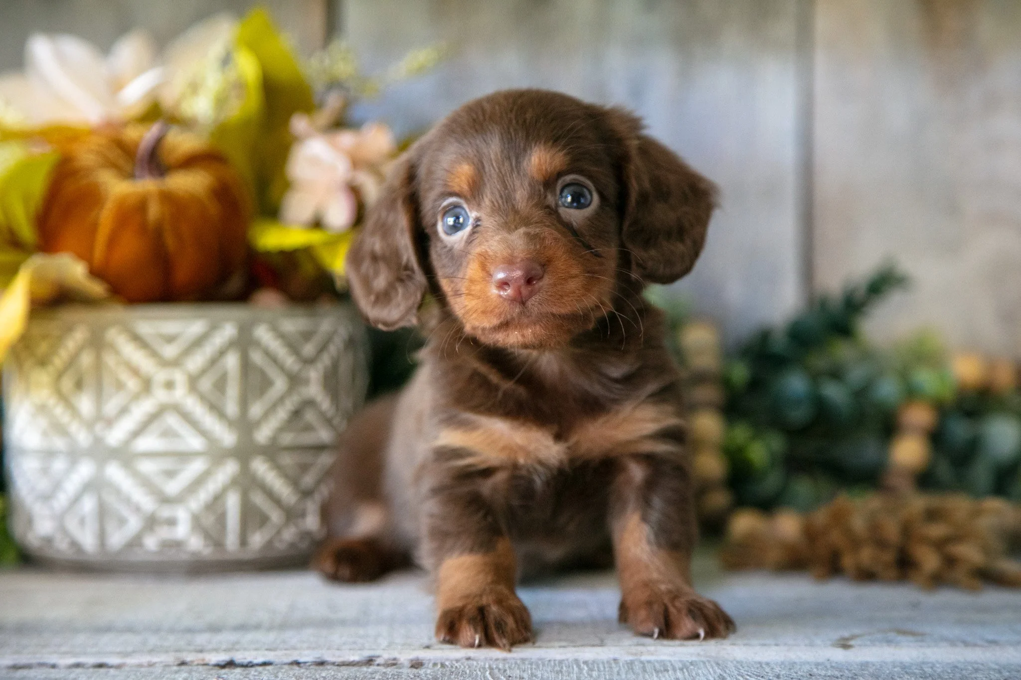 Sully - $1,400