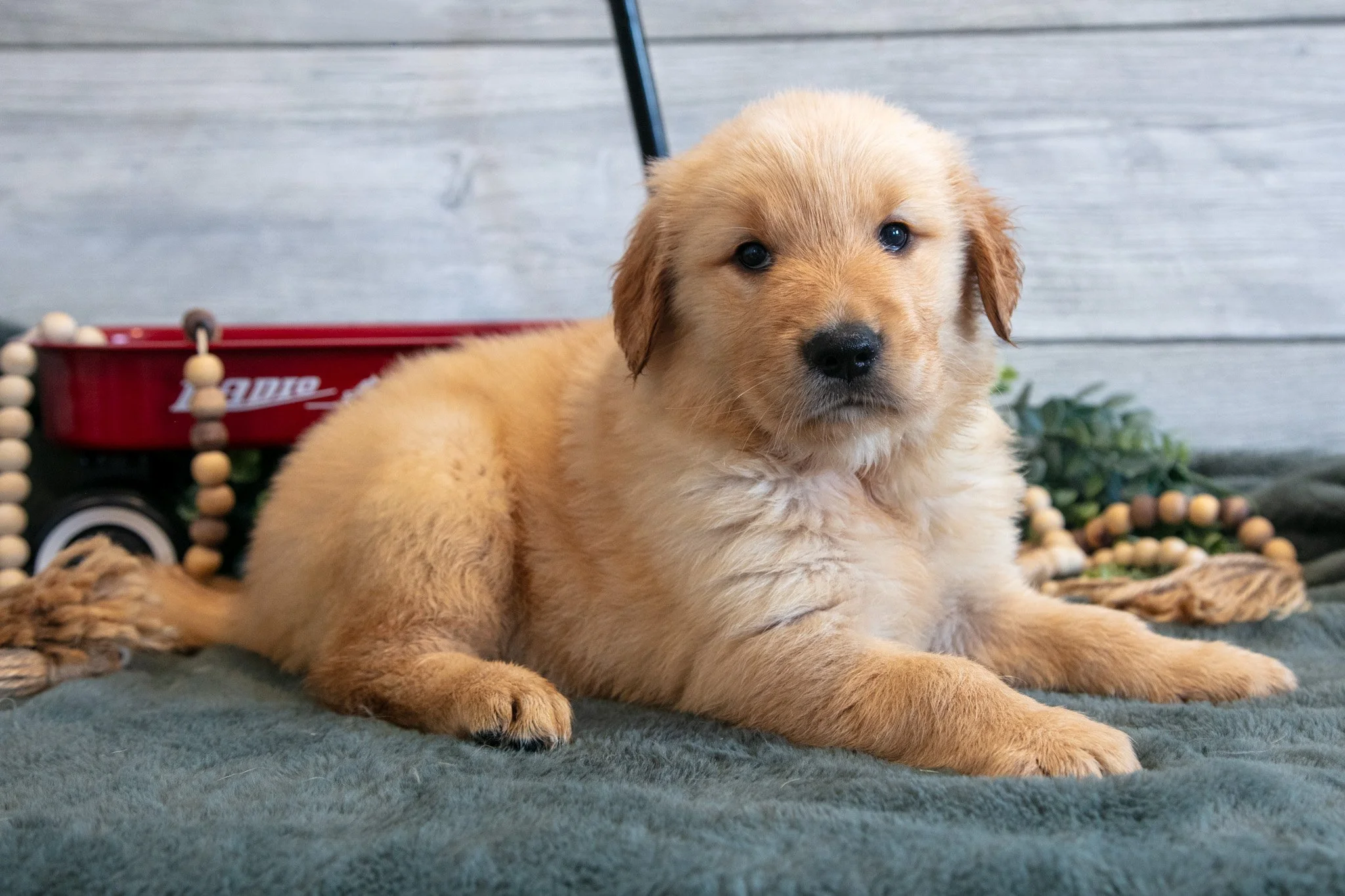 Bonnie - $750