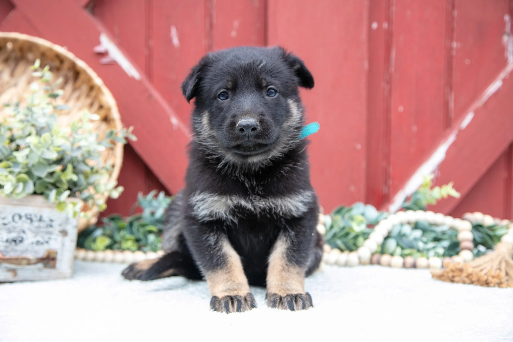 Shaggy - $700