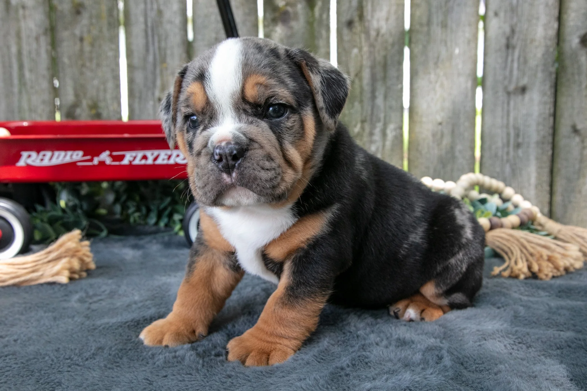 Topher - $2,200