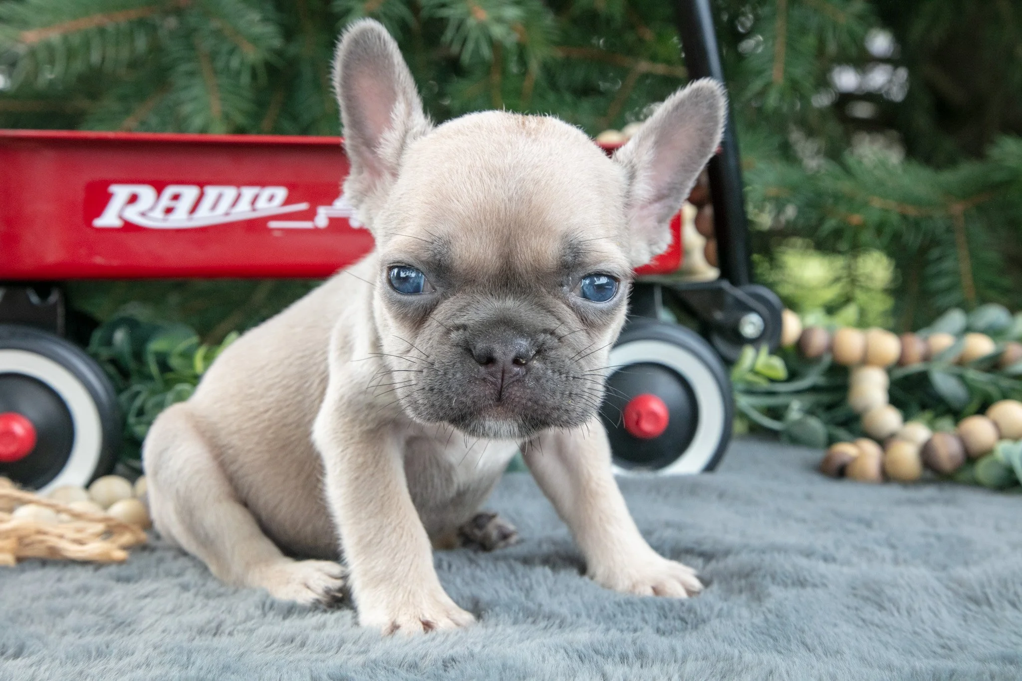 Freddie  - $1,200