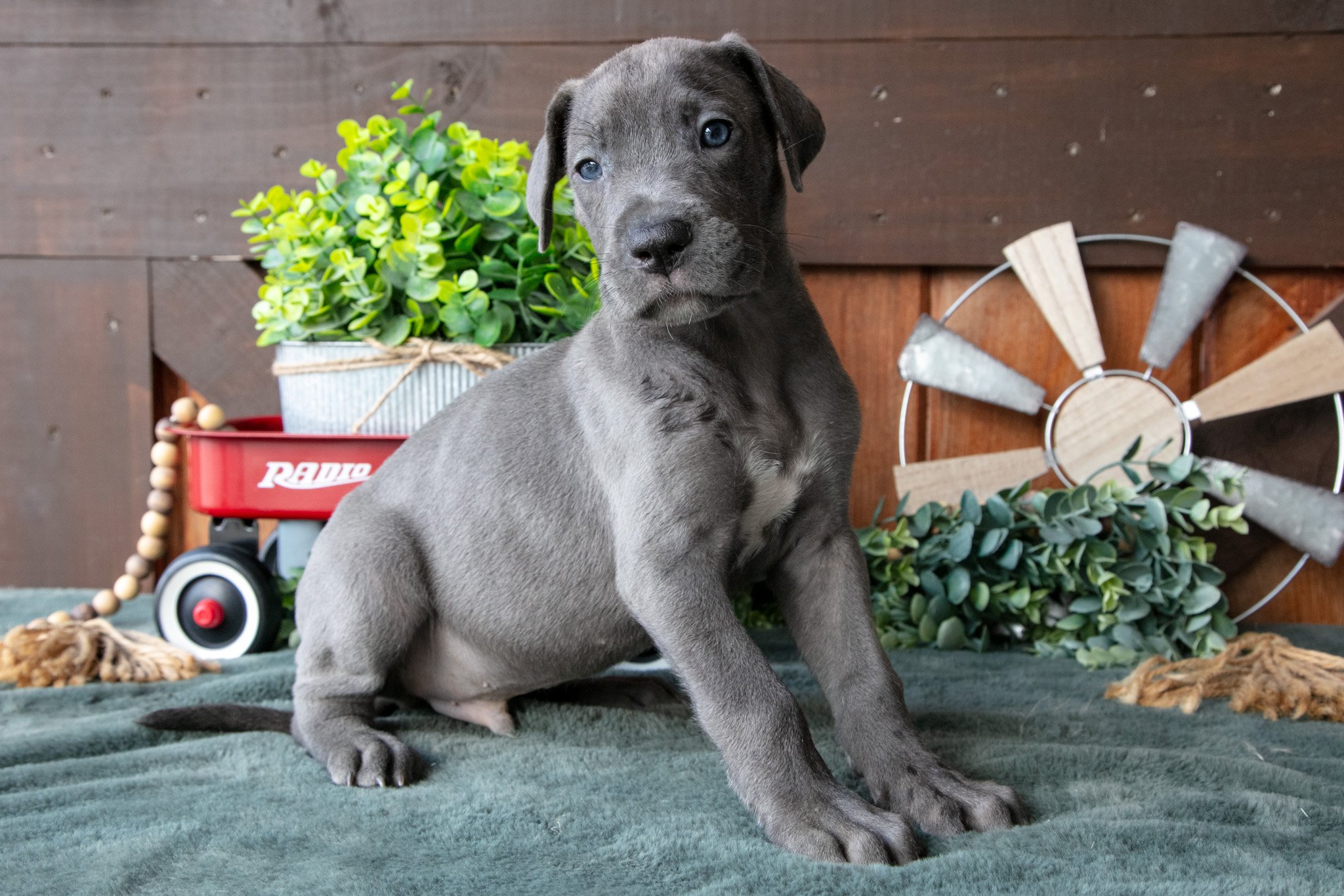 Hank - Sold
