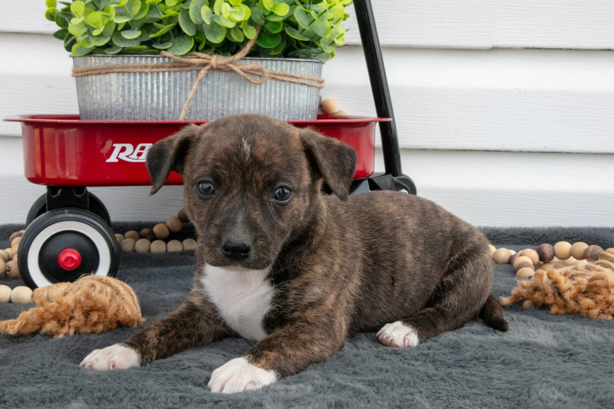 Brandy - $450
