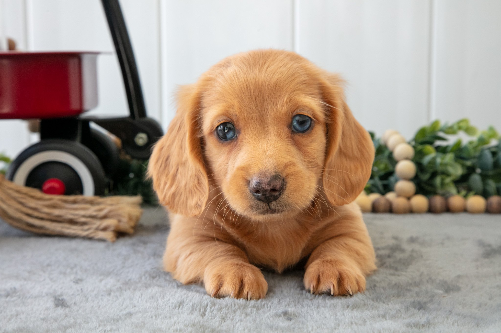 Murphy - $1,800