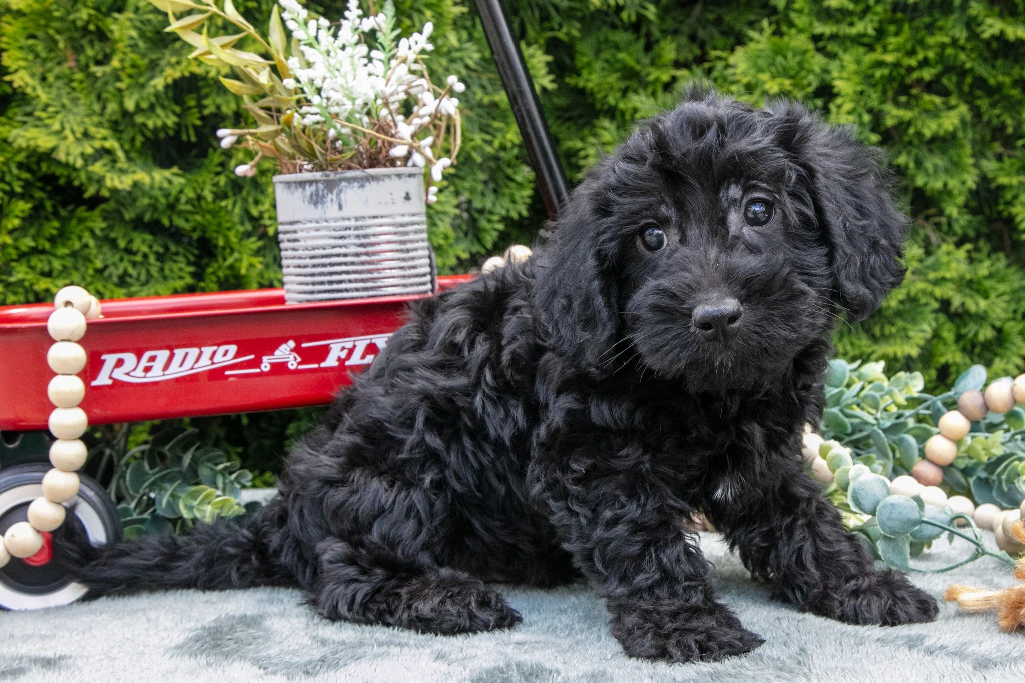 Cody - $550