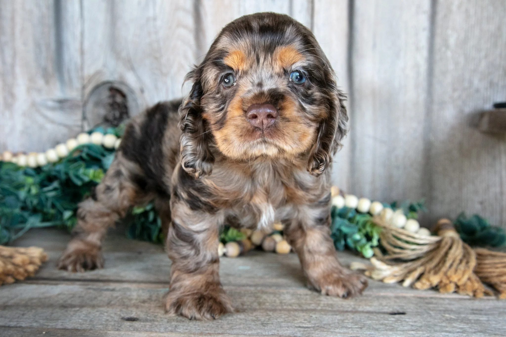 Annie - $1,500