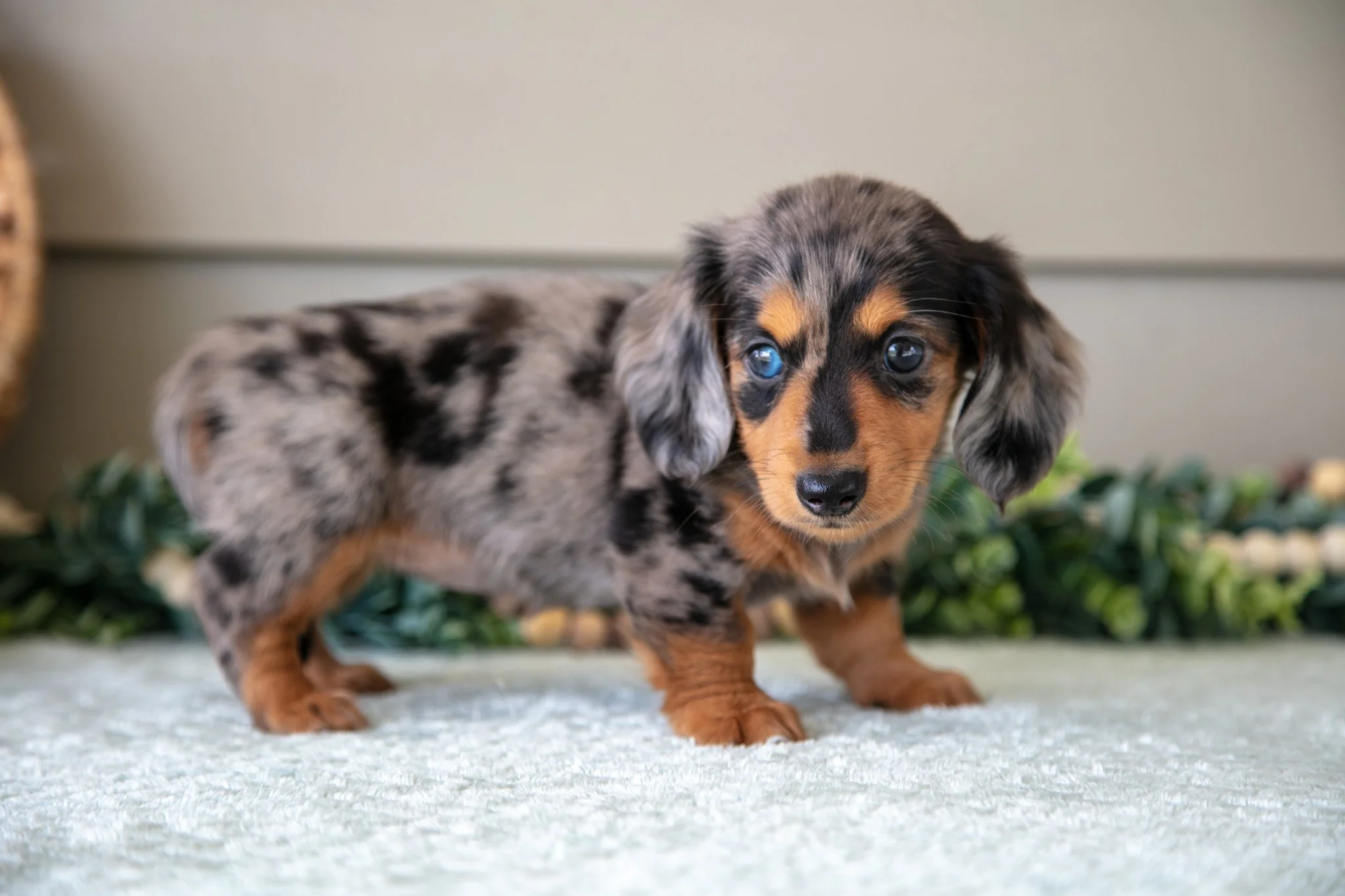 Annie - Sold