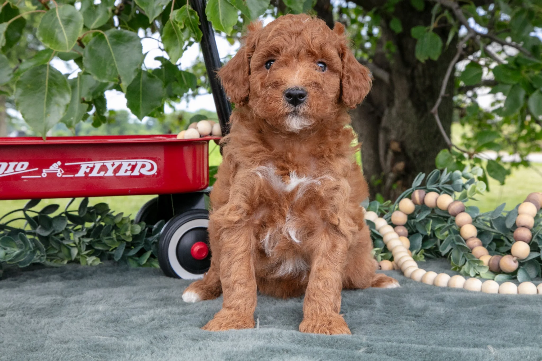 Stevie - $650