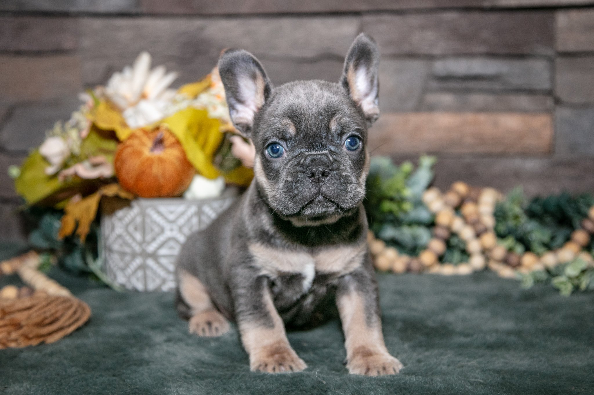 Beans - $1,600
