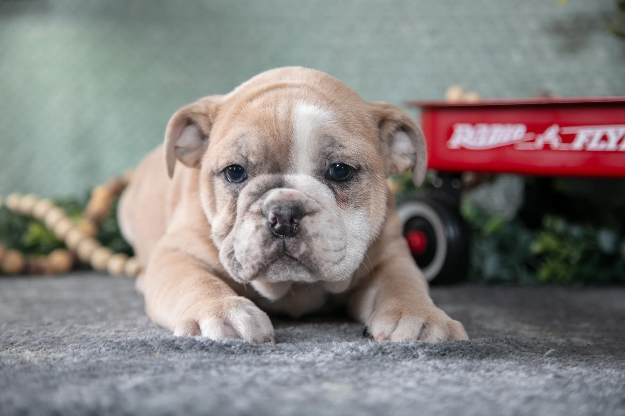 Travis - $2,400