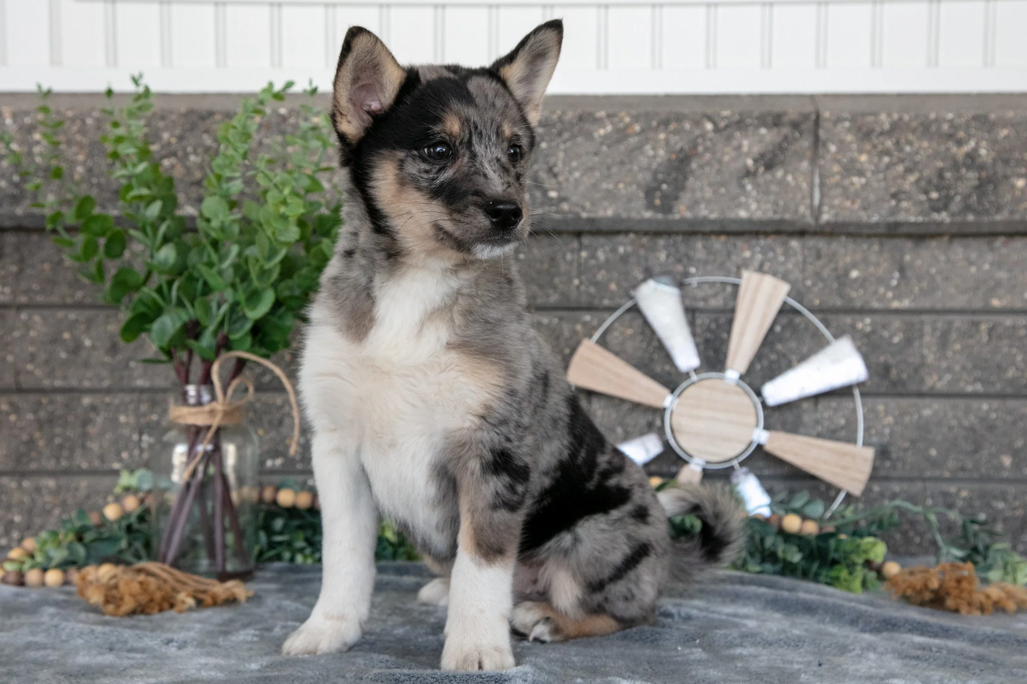Ozzy - $650