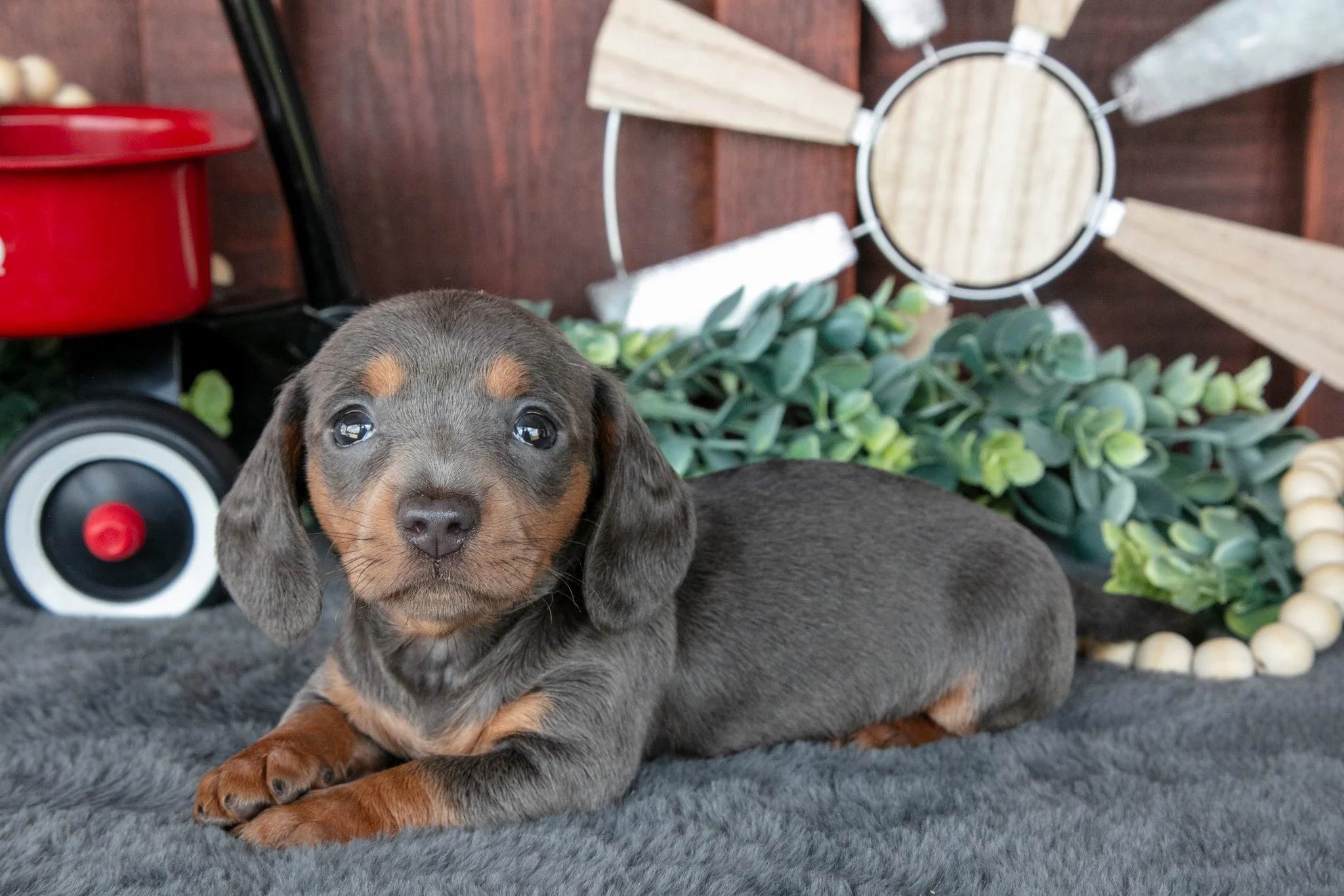 Bonnie - $1,300
