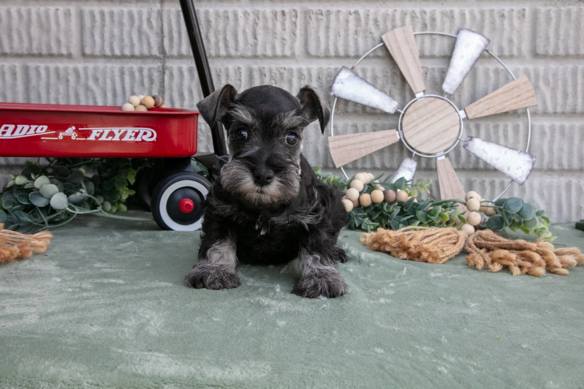 Maverick - Sold