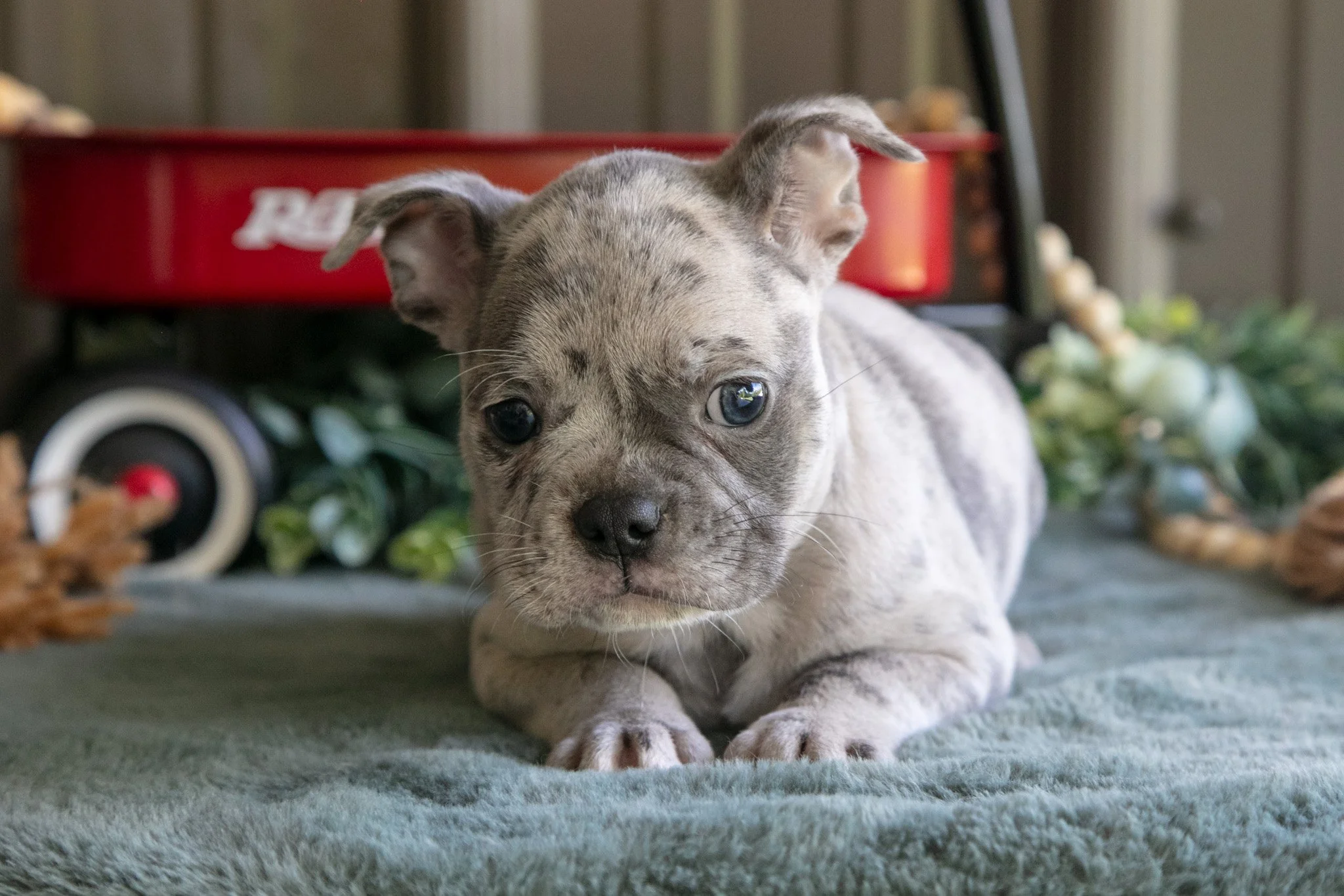 Bobby - $750
