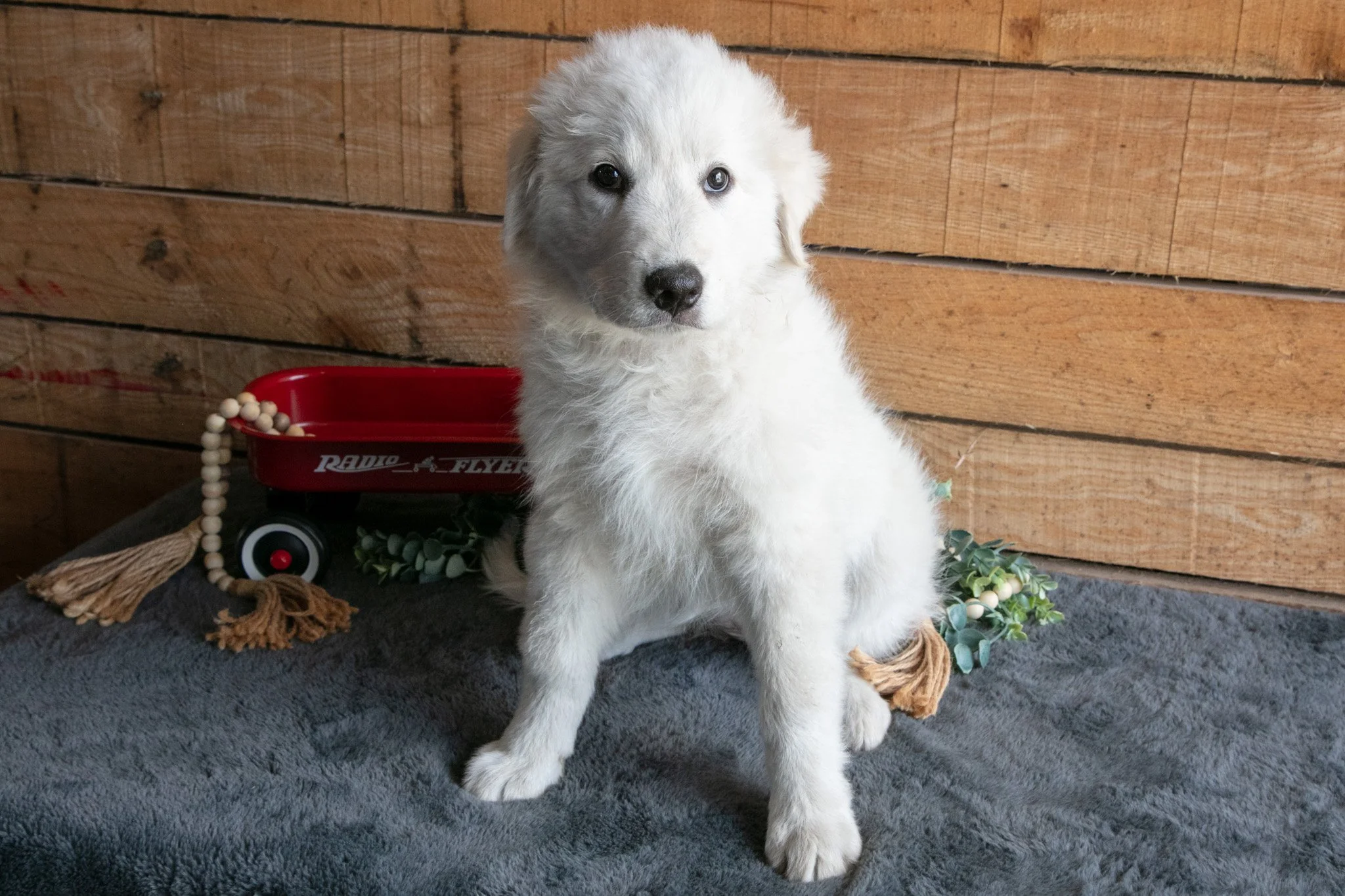 Birdie - $600