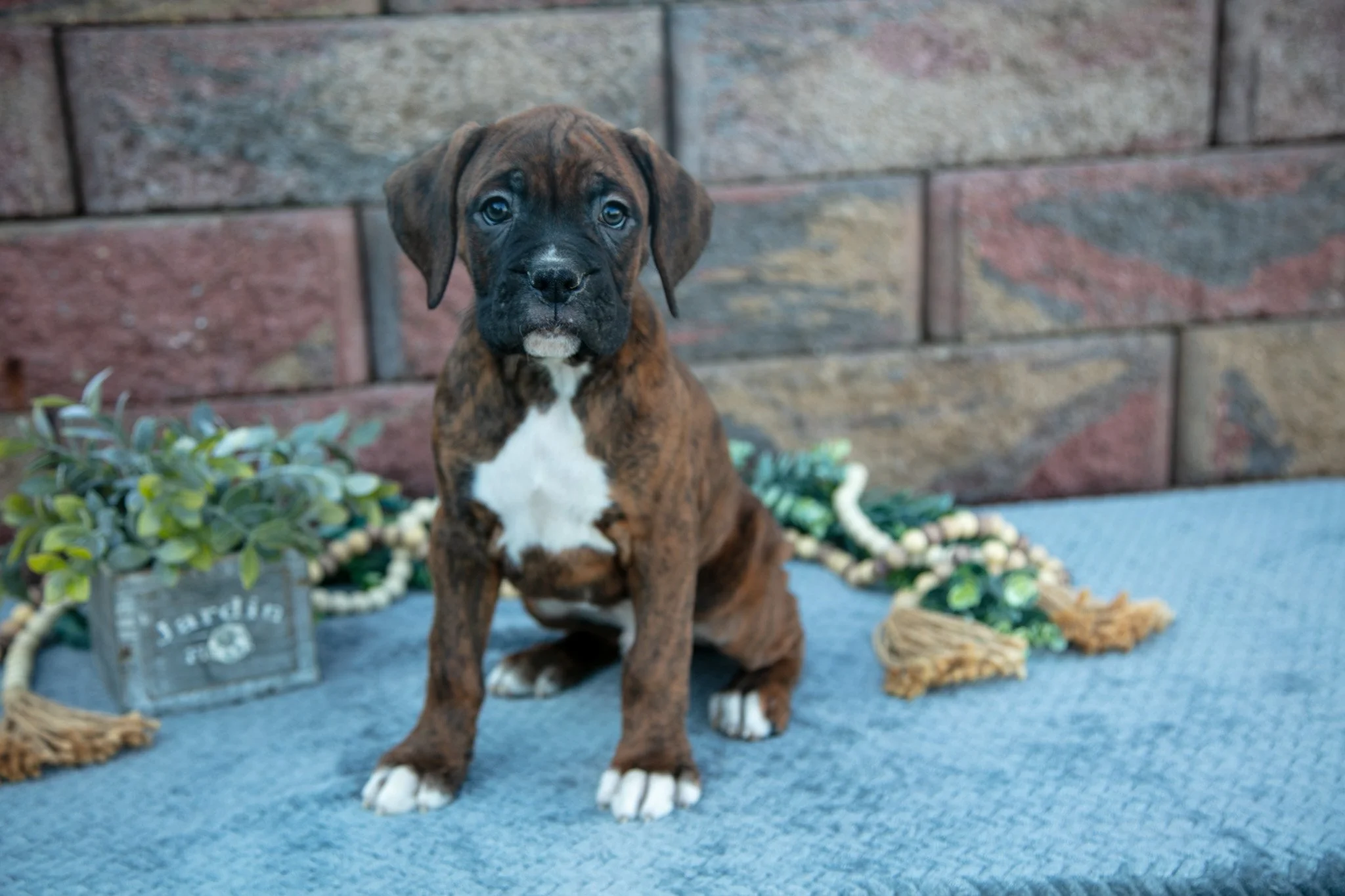 Rambo - $1,150