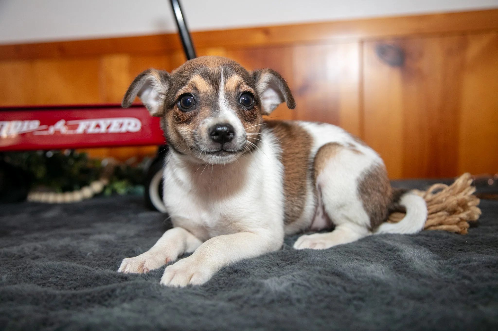 Archie - $550