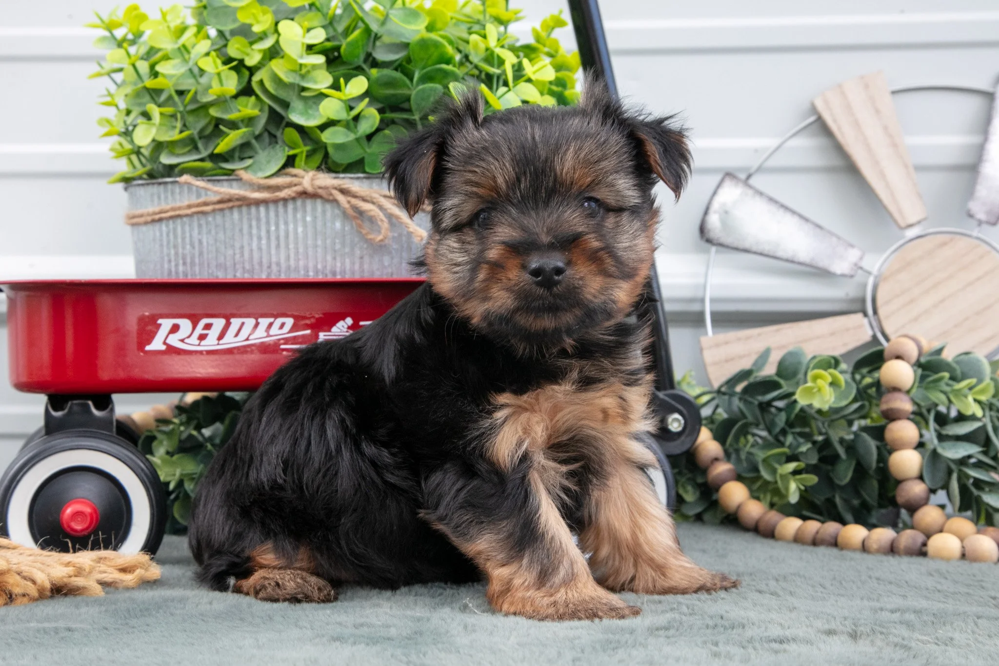 Joey - $550