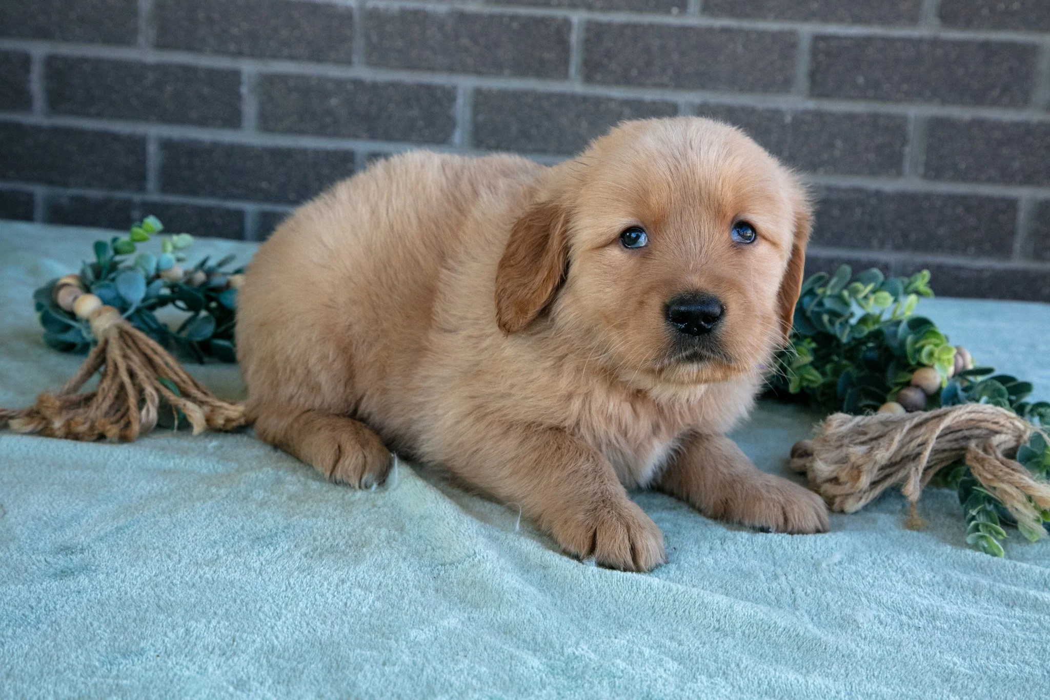 Truffle - Sold