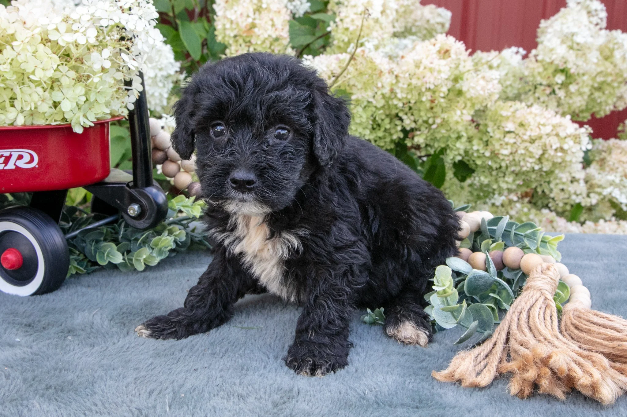 Kingston - $950