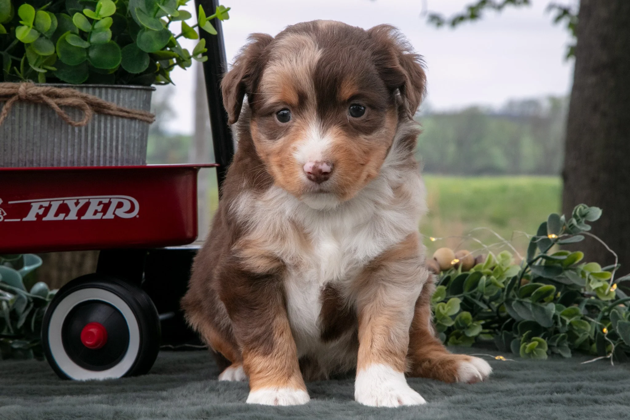 Comet - $950