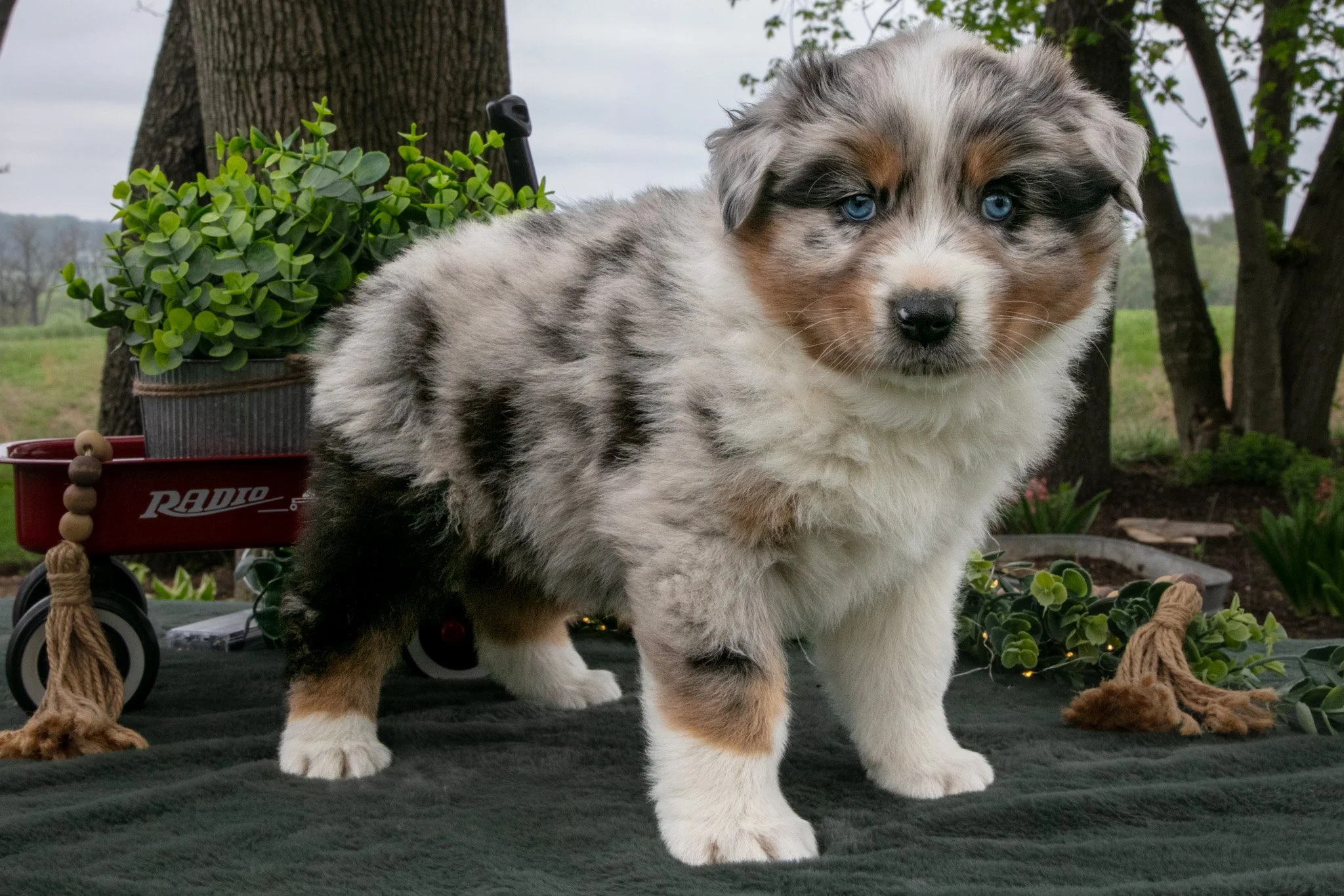 Buster - $950