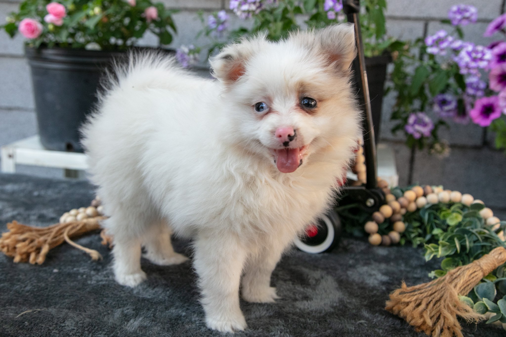 Fluffy - $700