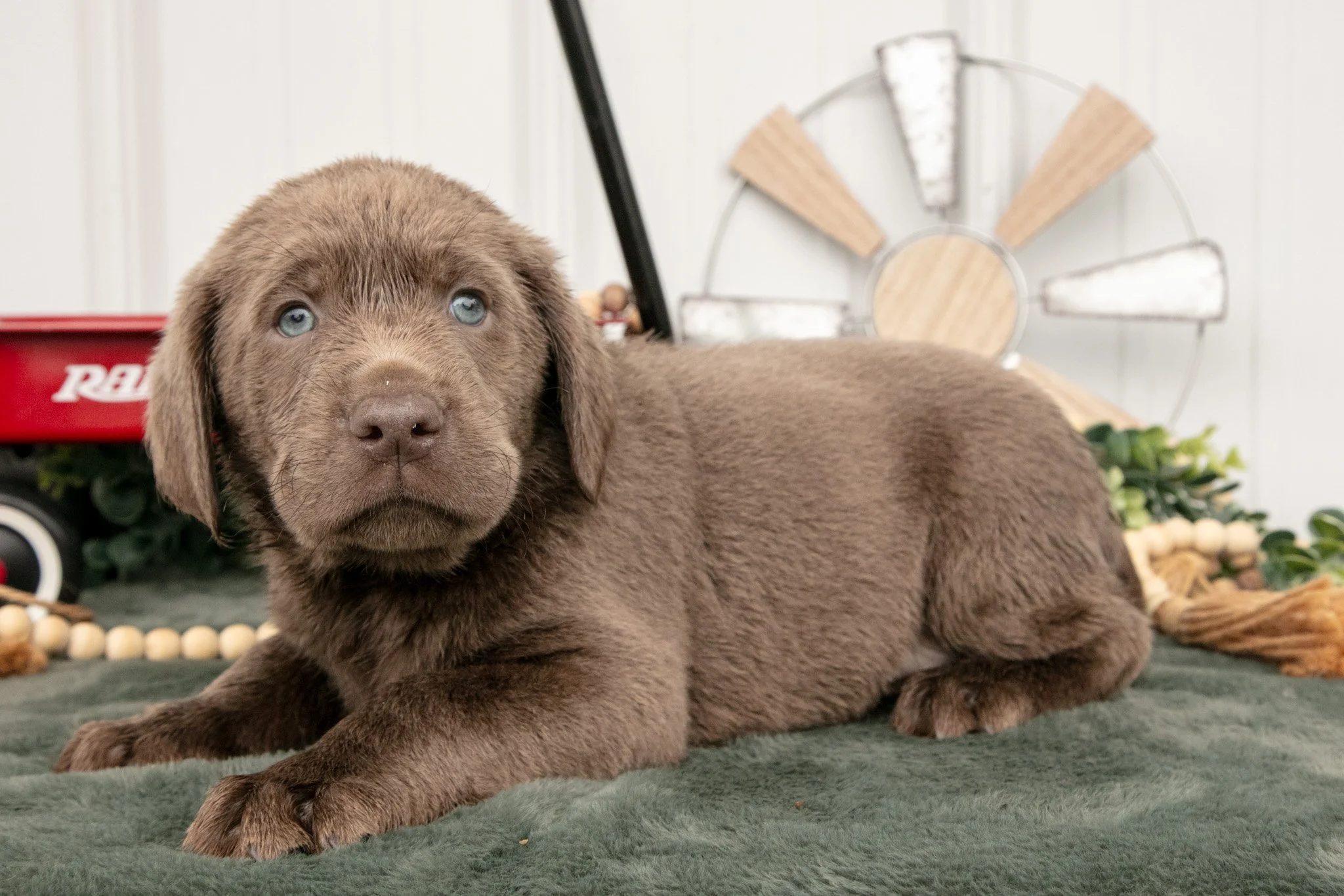 Barkley  - $900