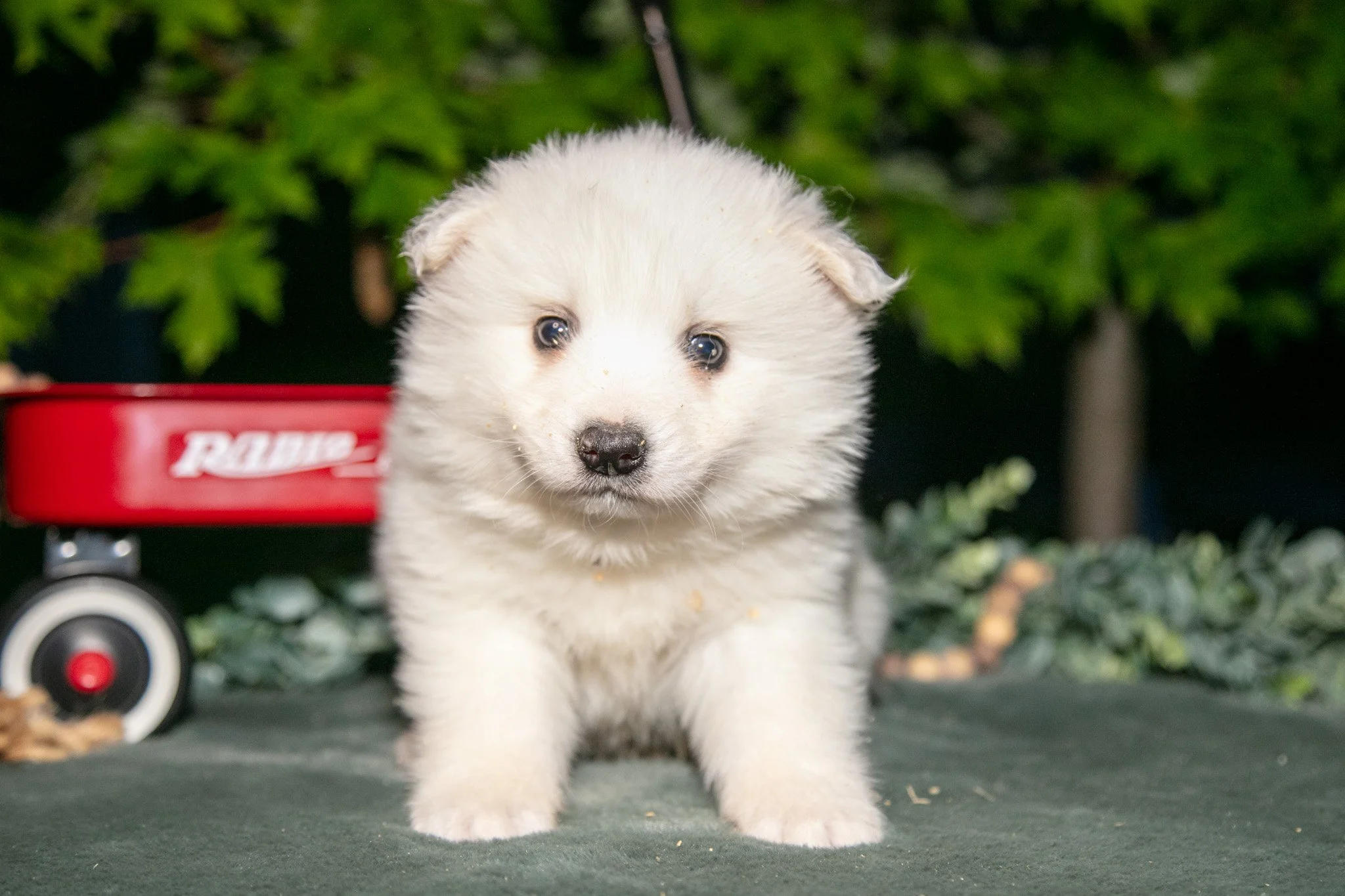 Milkshake - $700